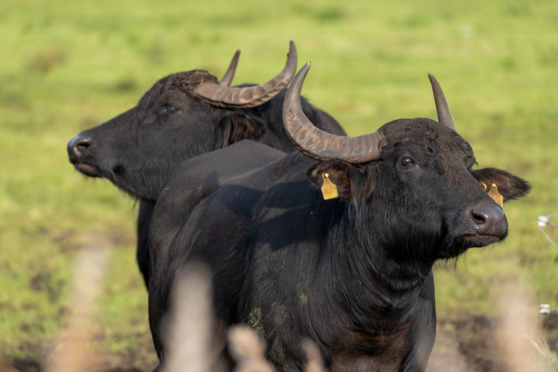 Water buffalo are saving other animals from extinction