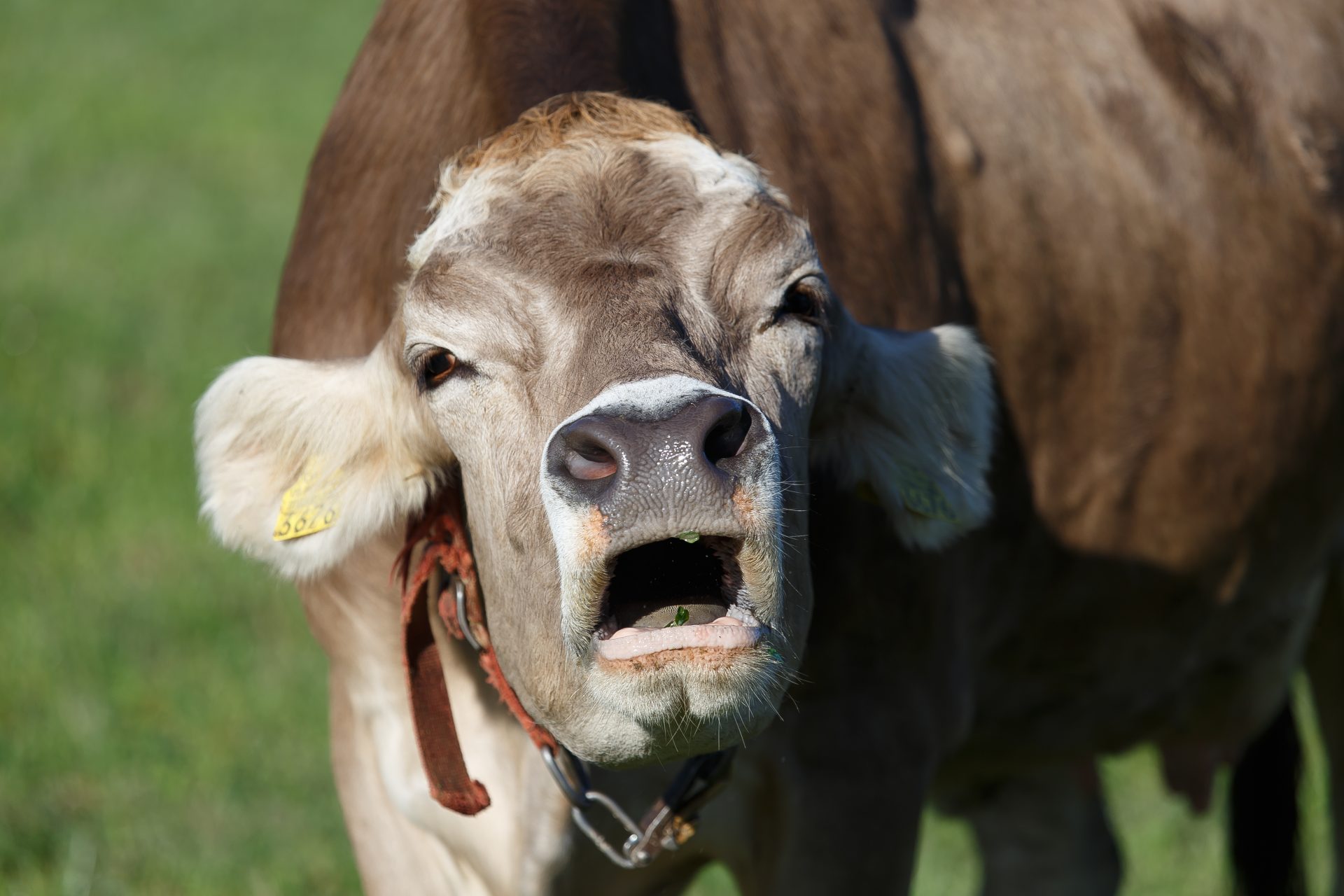 Is a 'cow burp tax' the solution to climate change?