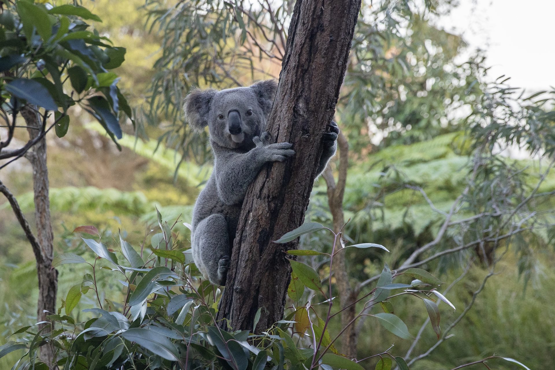 Why do koalas need to be vaccinated against chlamydia?