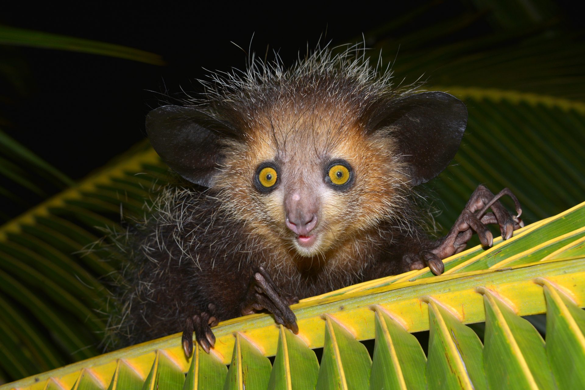 Voici les animaux les plus étranges du monde !