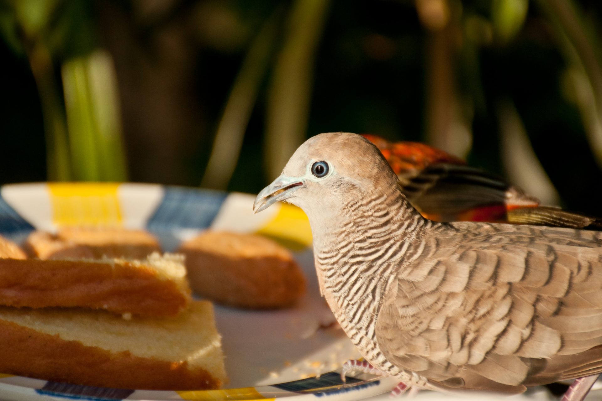 A mass bird shrinking event is happening right now 