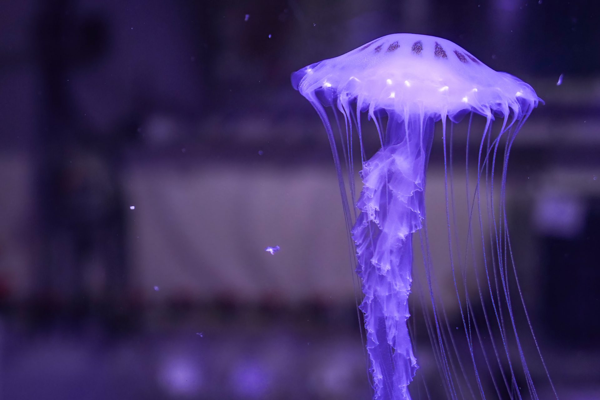 ¿Qué hacer y qué no hacer si te pica una medusa?