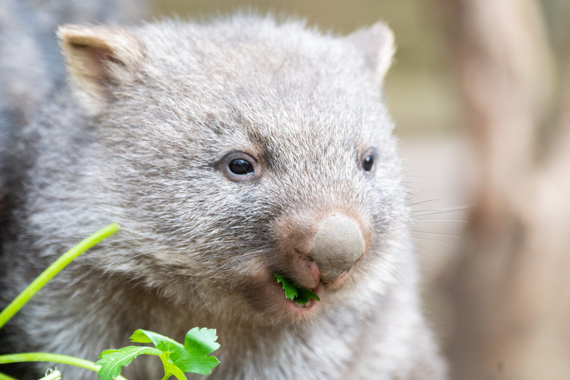 Physics prize for why wombats make cube-shaped poo