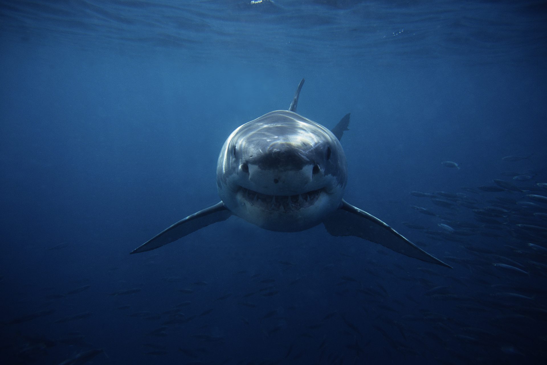 No, sharks aren't the most dangerous animal