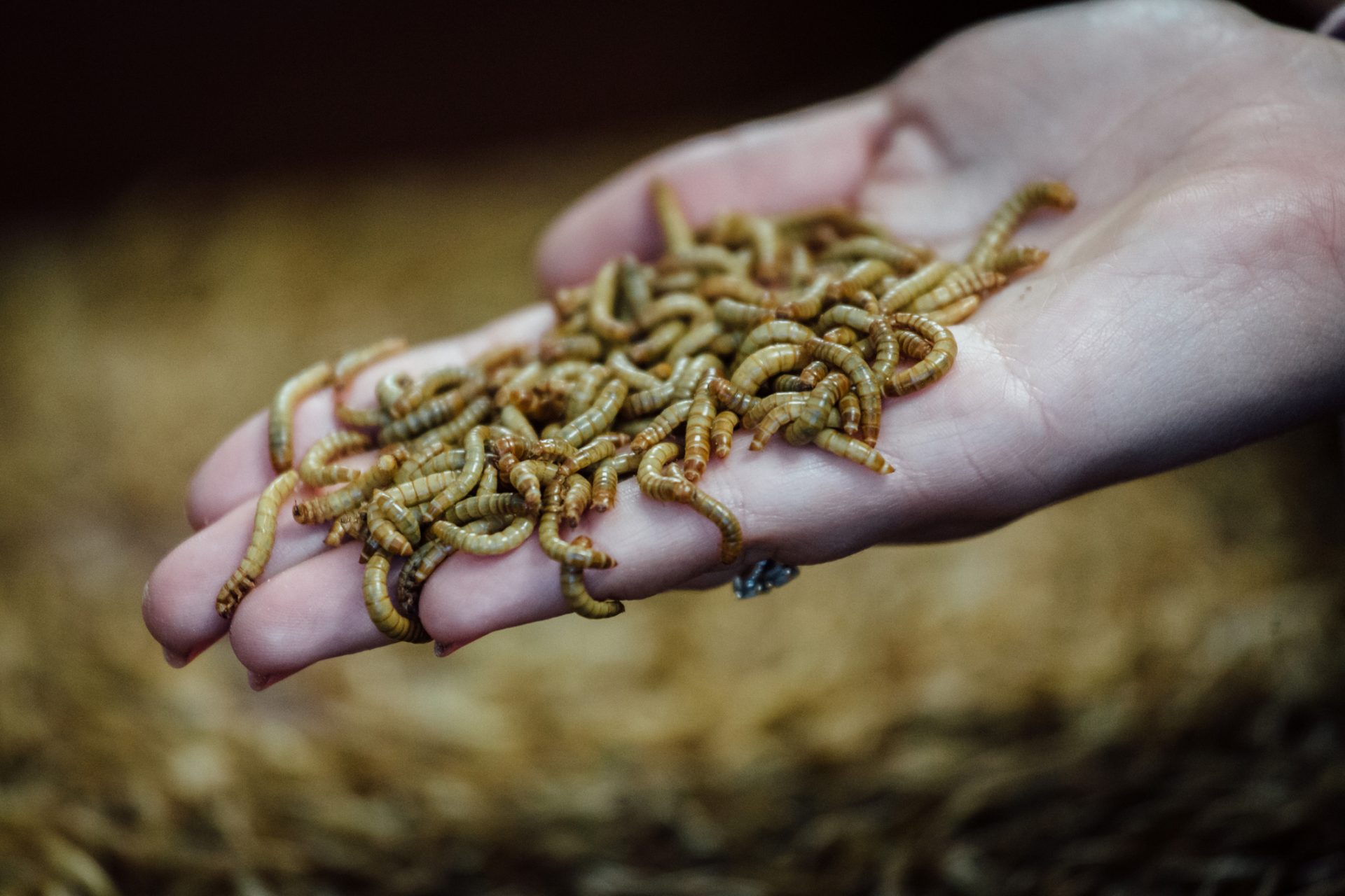 Adding mealworms to our protein shakes?