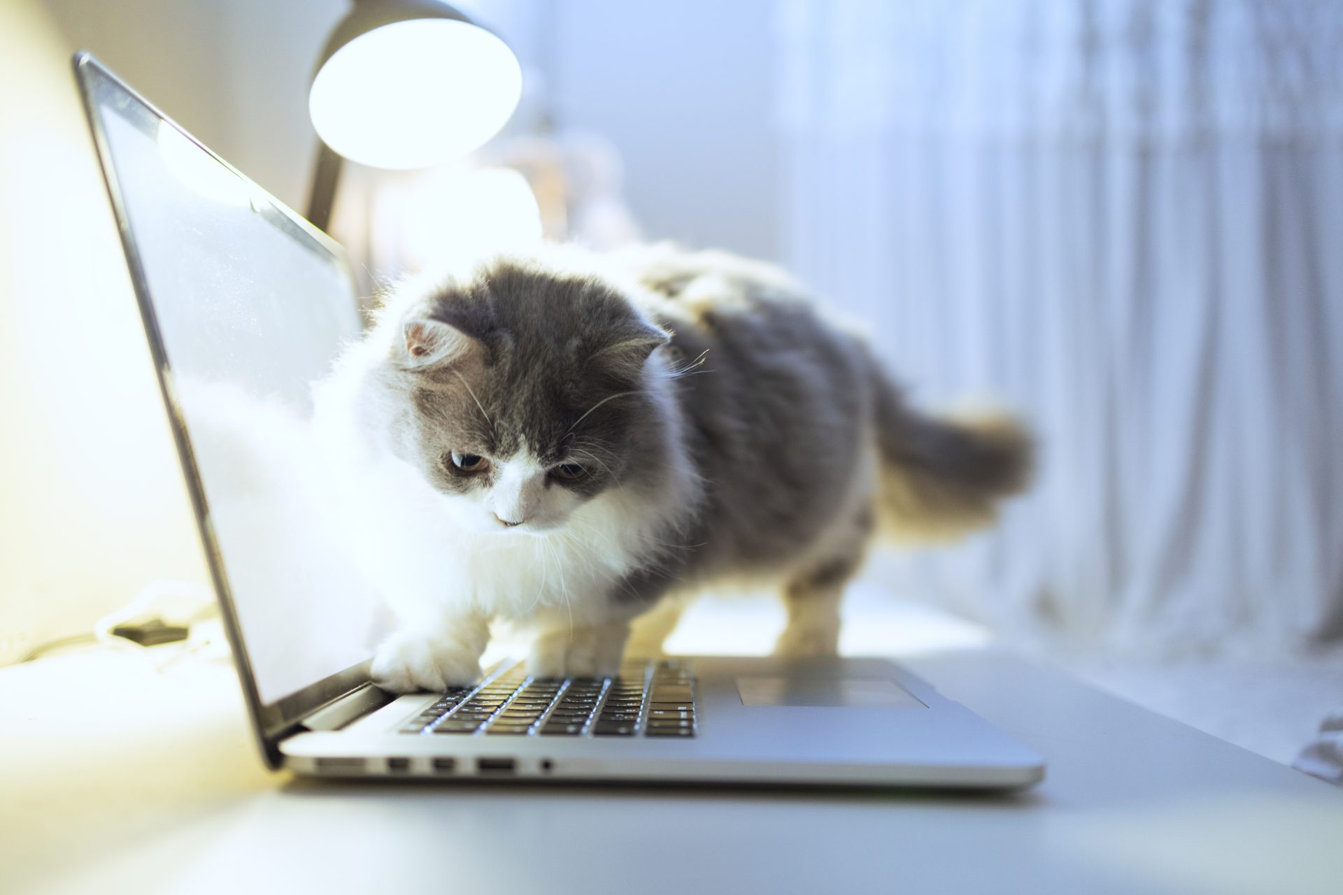 PawSence: A software to detect when a cat is walking across your computer keyboard