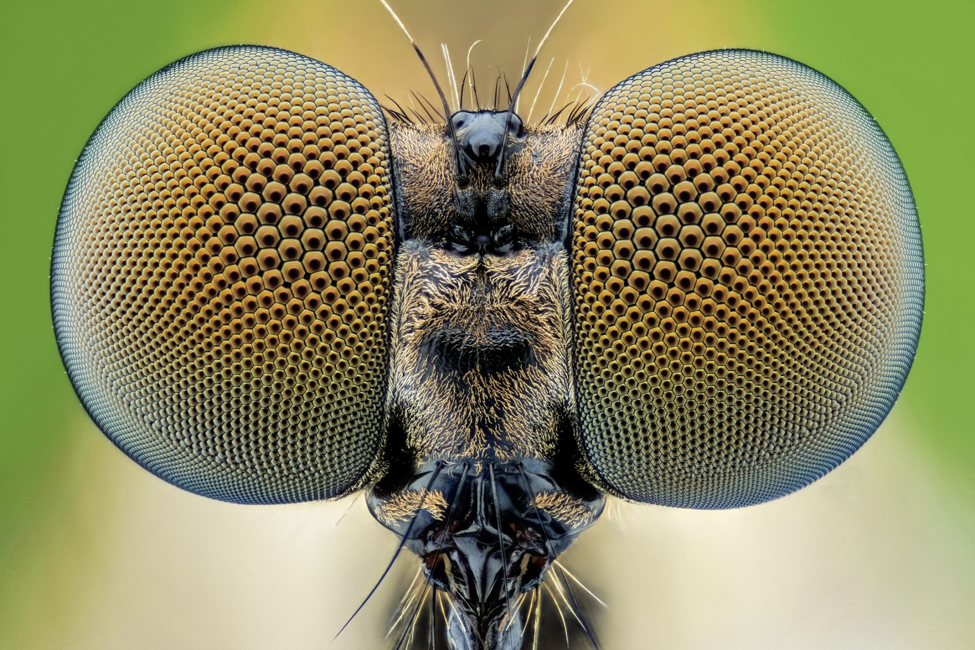 Ces insectes sont beaucoup plus intelligents qu'on ne le pense