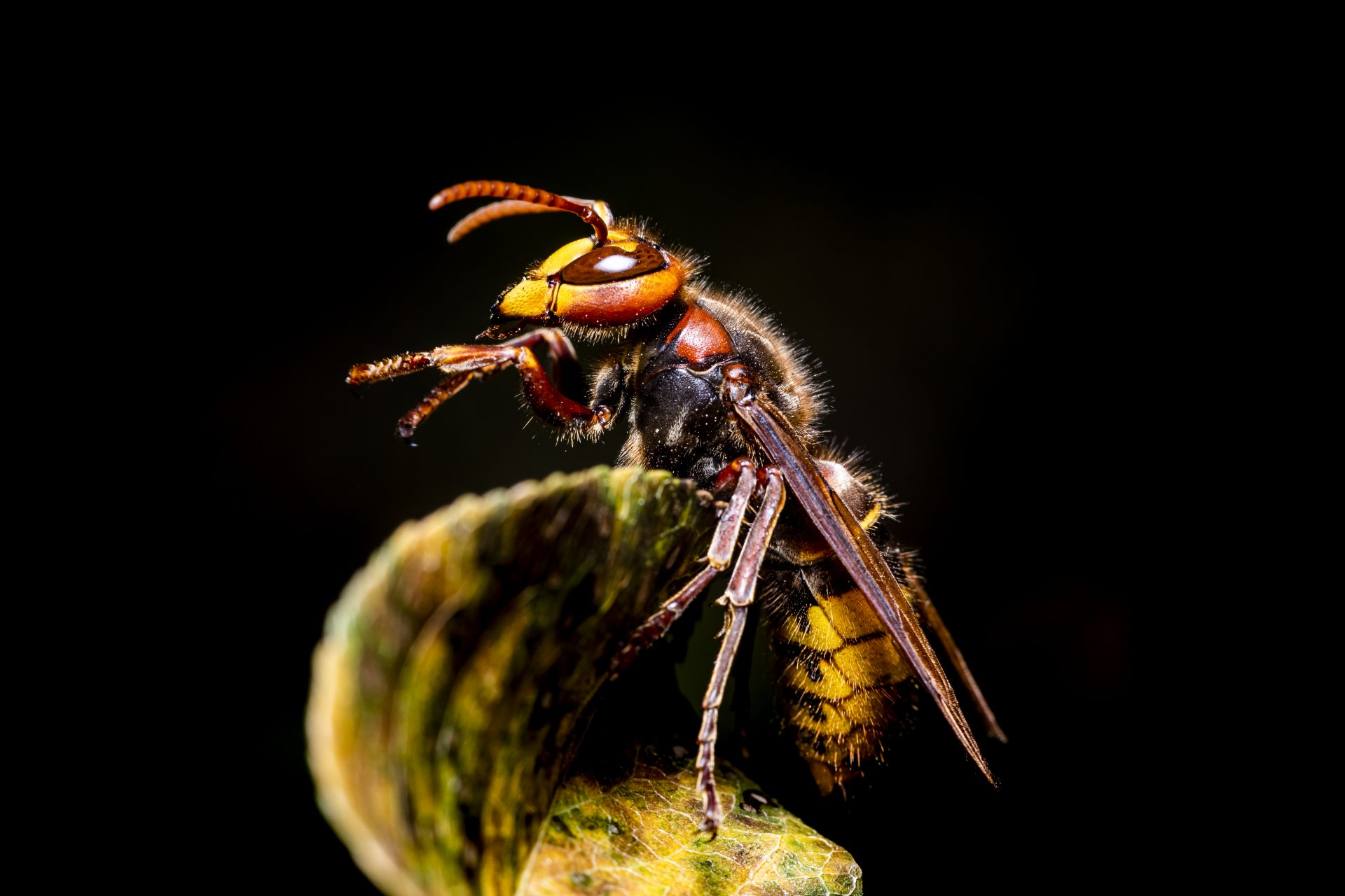 Paper Wasps 