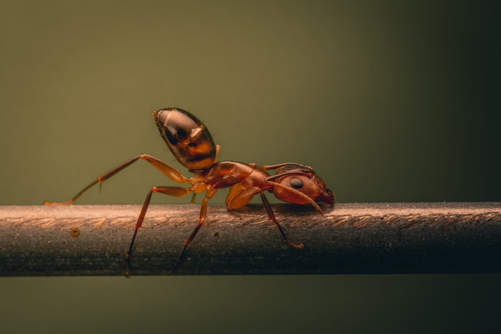 Les fourmis