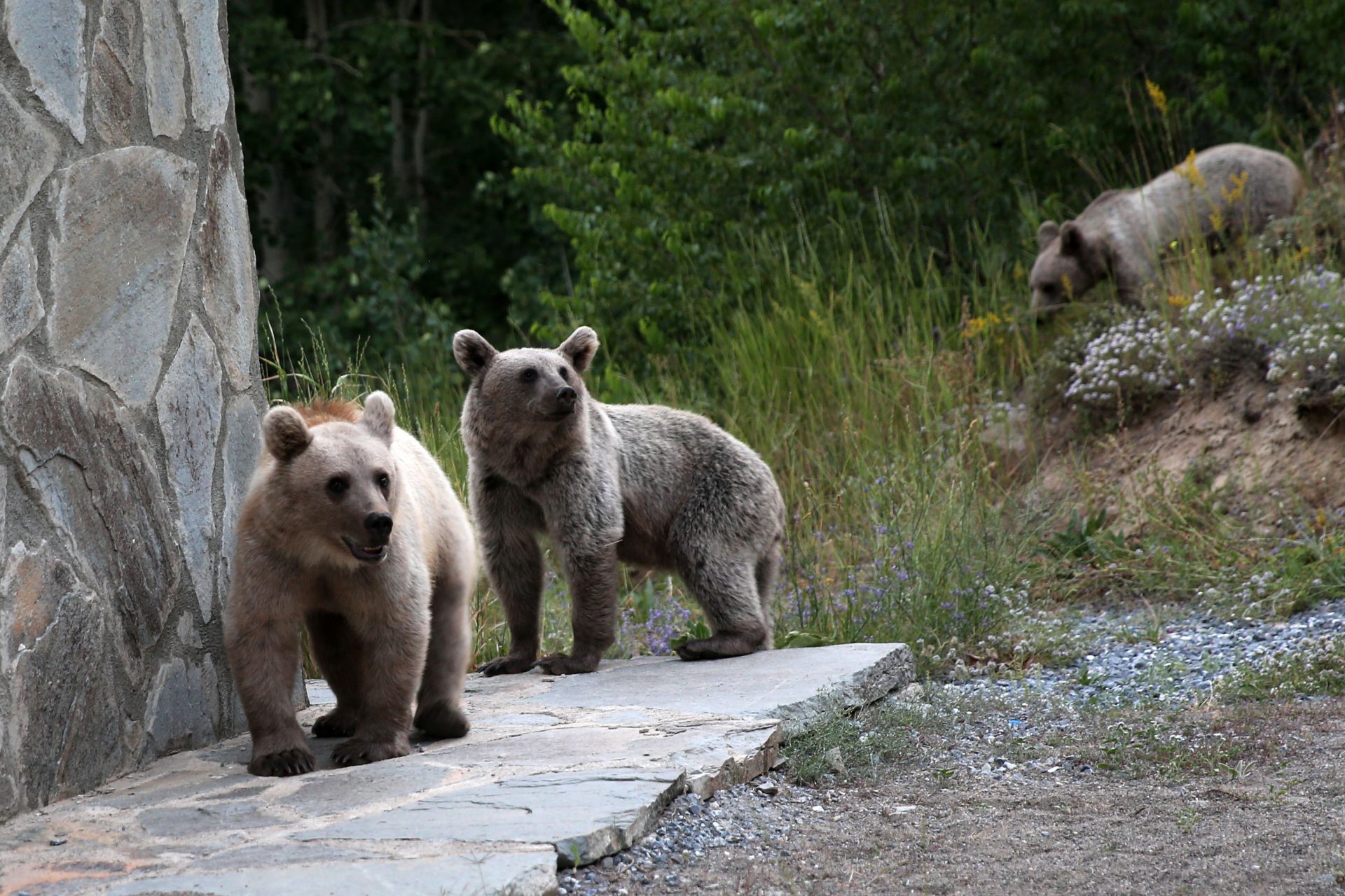 Stay safe in Bear Country: Must-know tips for campers and hikers