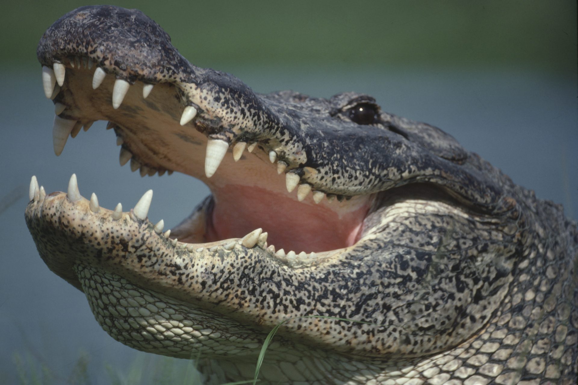 Scientists got an alligator to make sounds in a chamber full of helium 