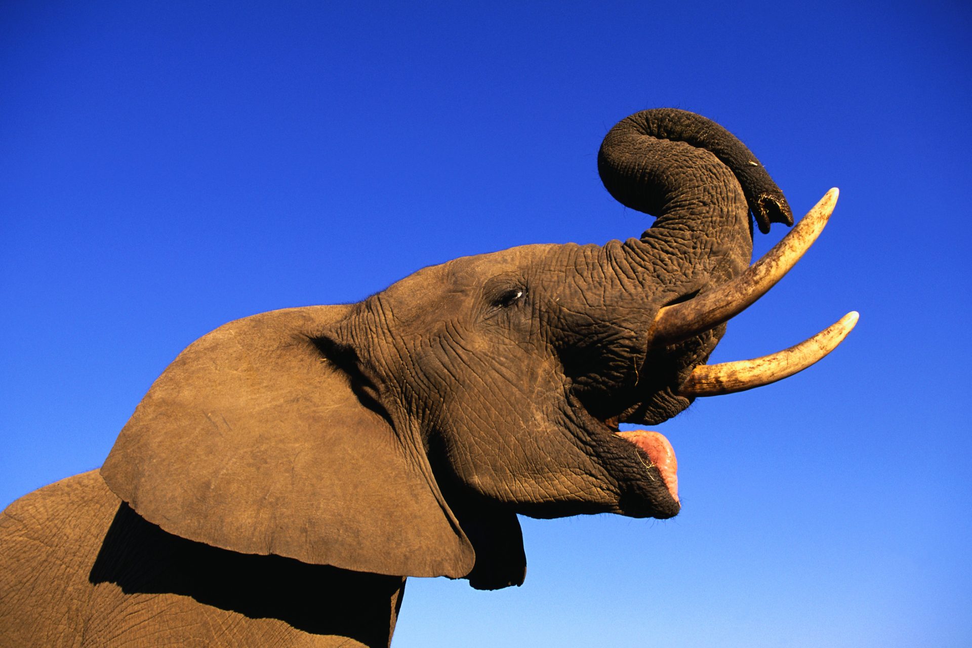 Could extra warm elephant genitalia be the key to curing cancer? 