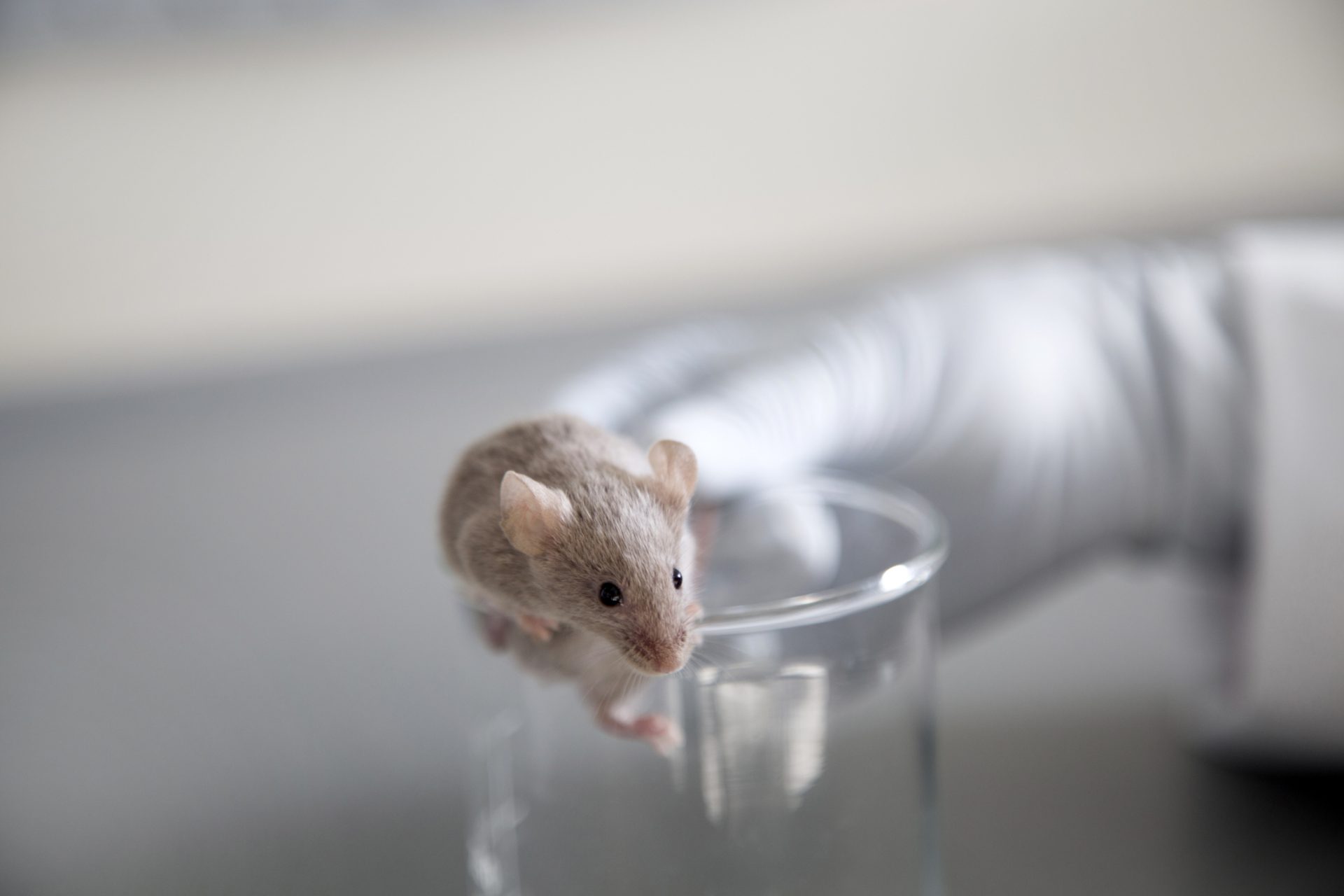 Mäuse sind Mikroplastik ausgesetzt
