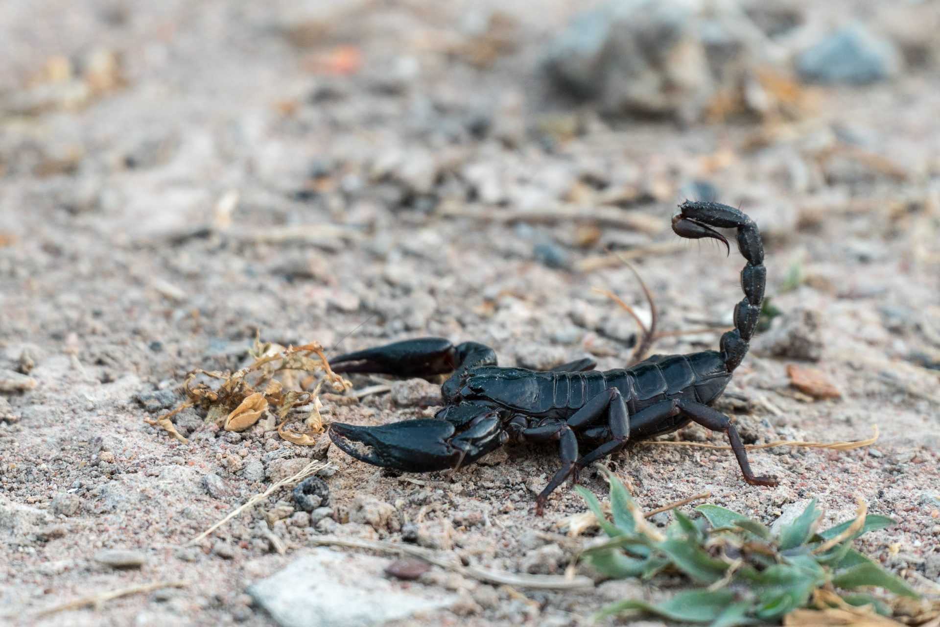 6. Scorpions 