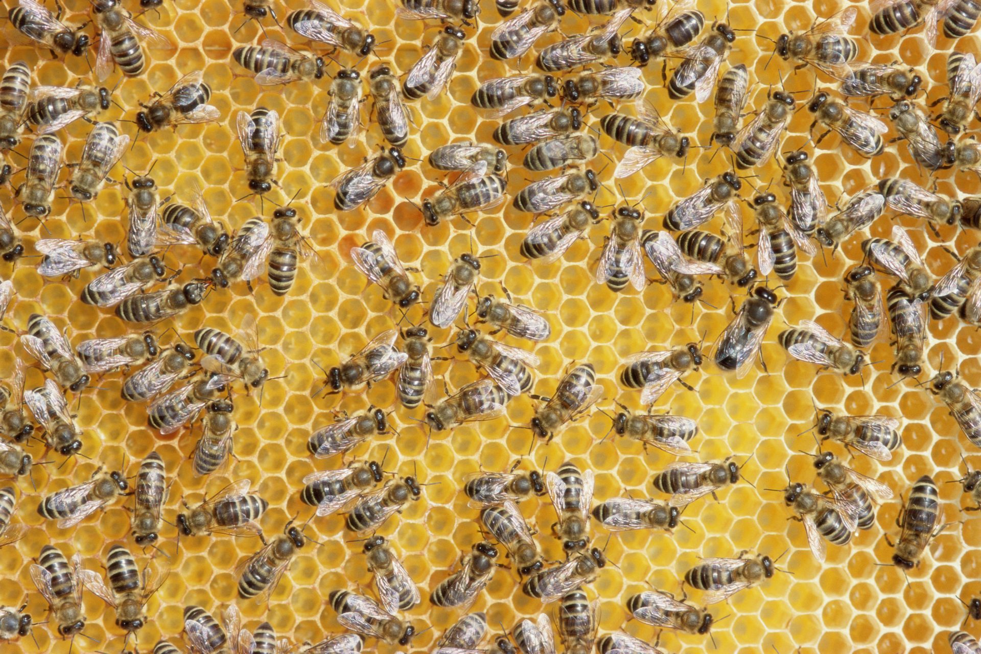 Bee populations buzzing to silence in the United States