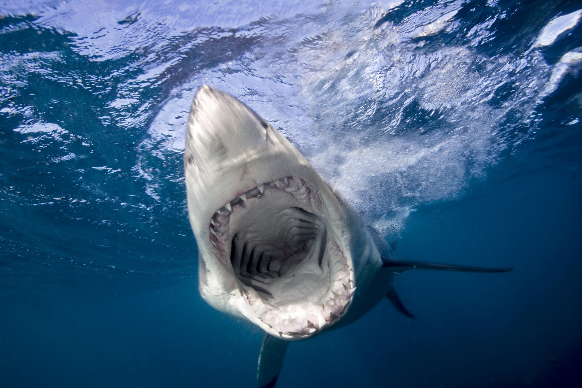Alerta: ¿están aumentando los ataques de tiburón?