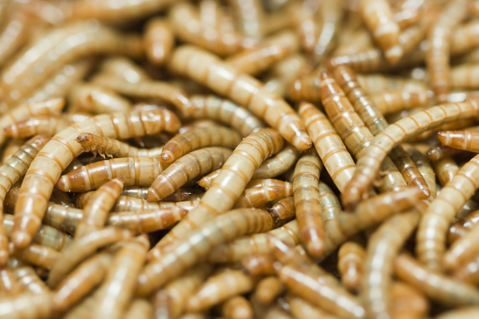 Mealworms might be the key 
