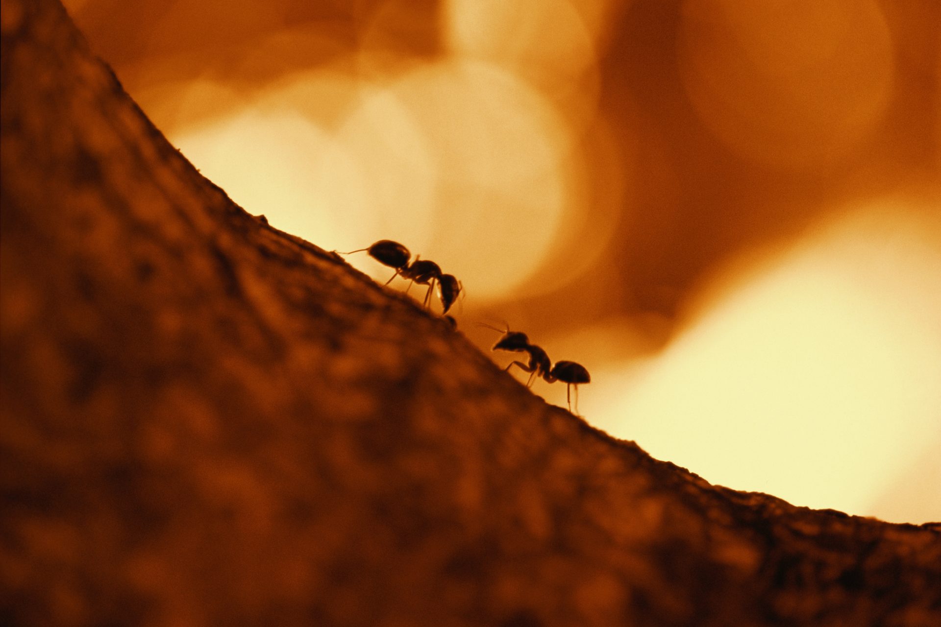 Les fourmis 