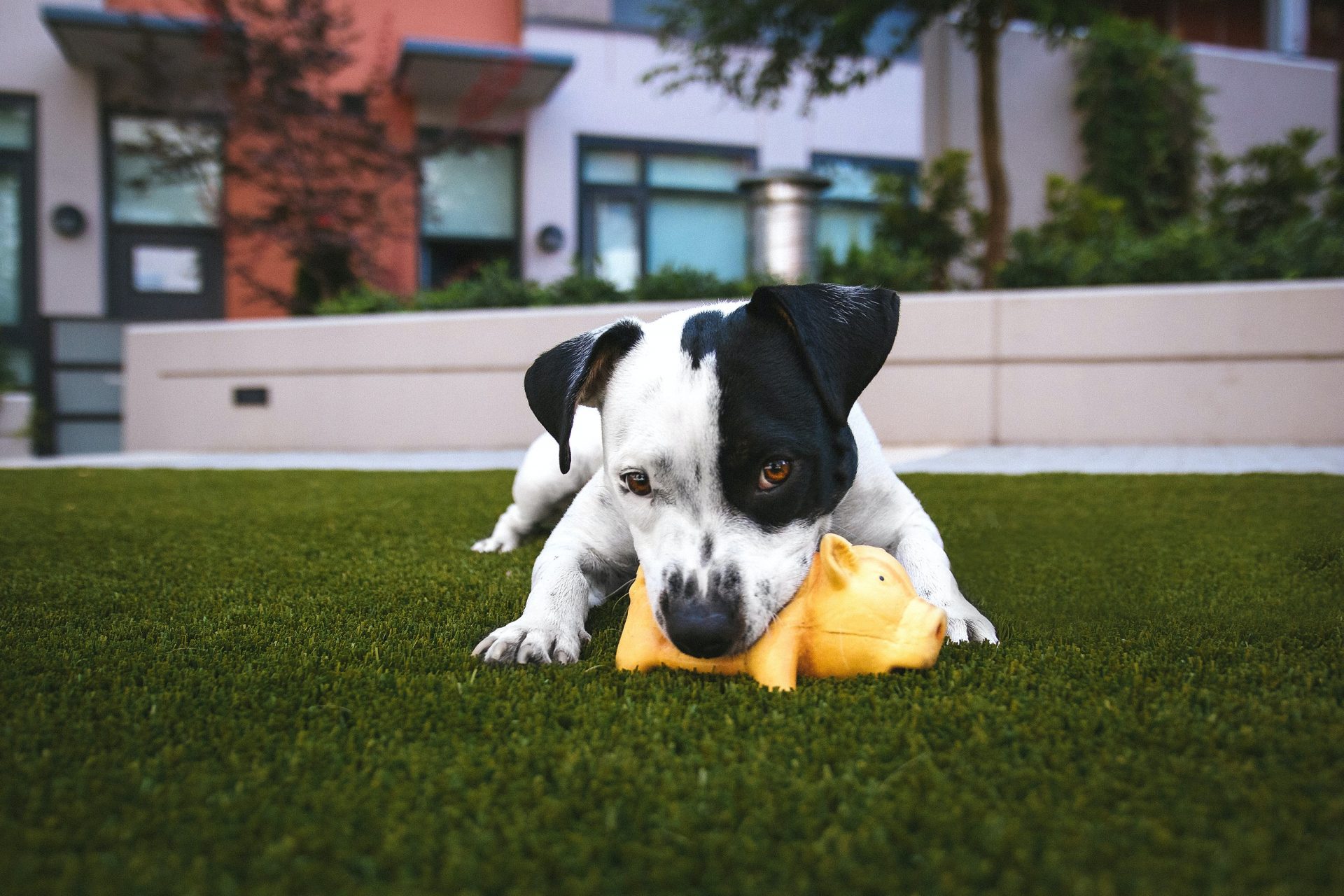 9) Hunde fressen Gras gegen Magenproblemen