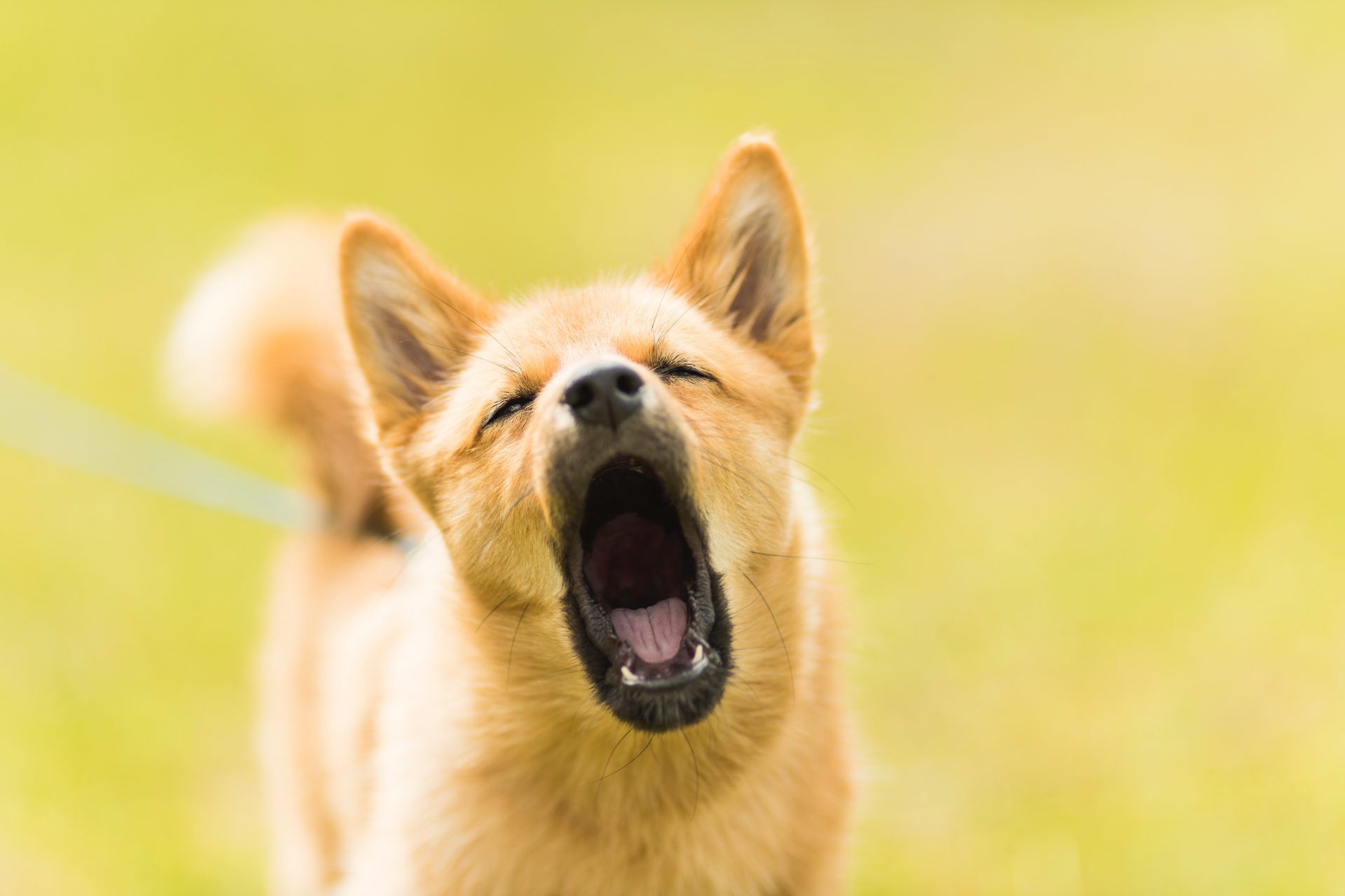Yawning can mean different things