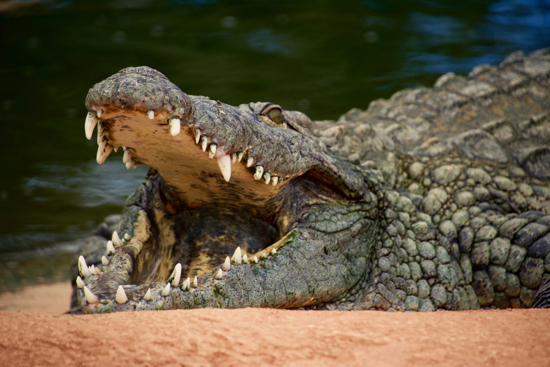 7. Crocodiles