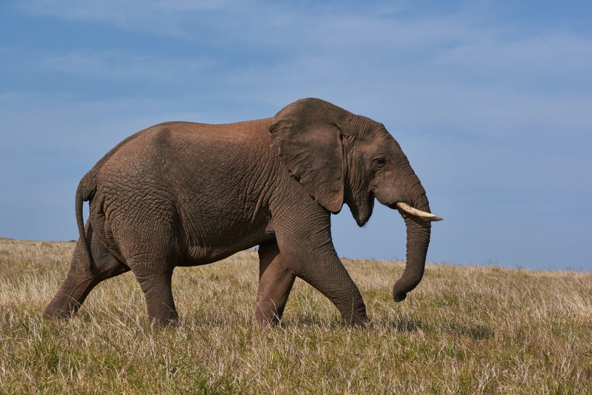 Les éléphants parlent-ils les uns des autres ?