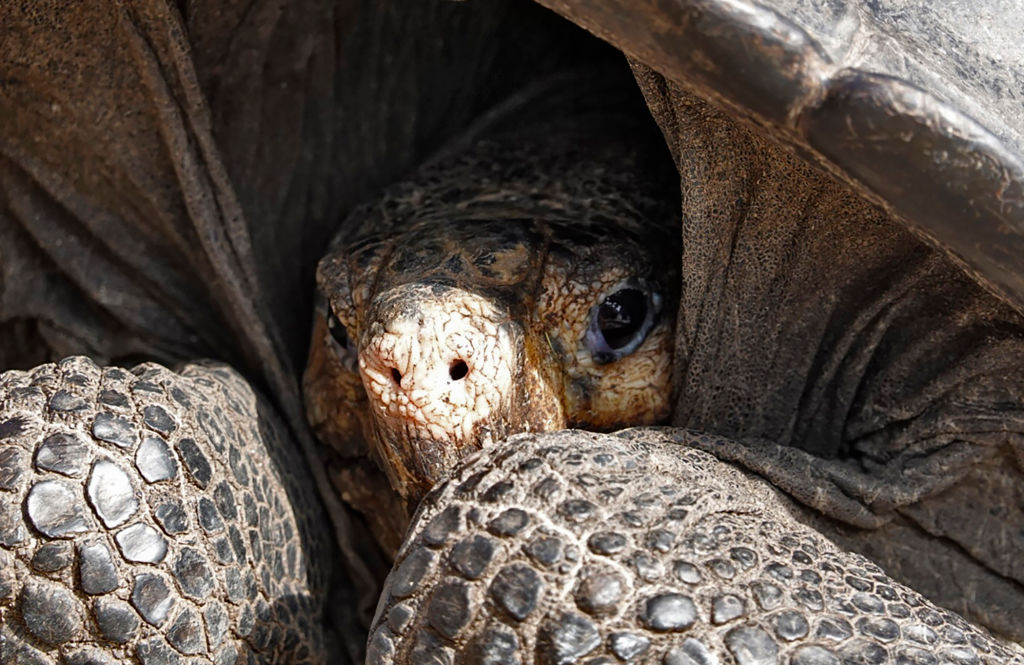 Tortuga de Isla Fernandina