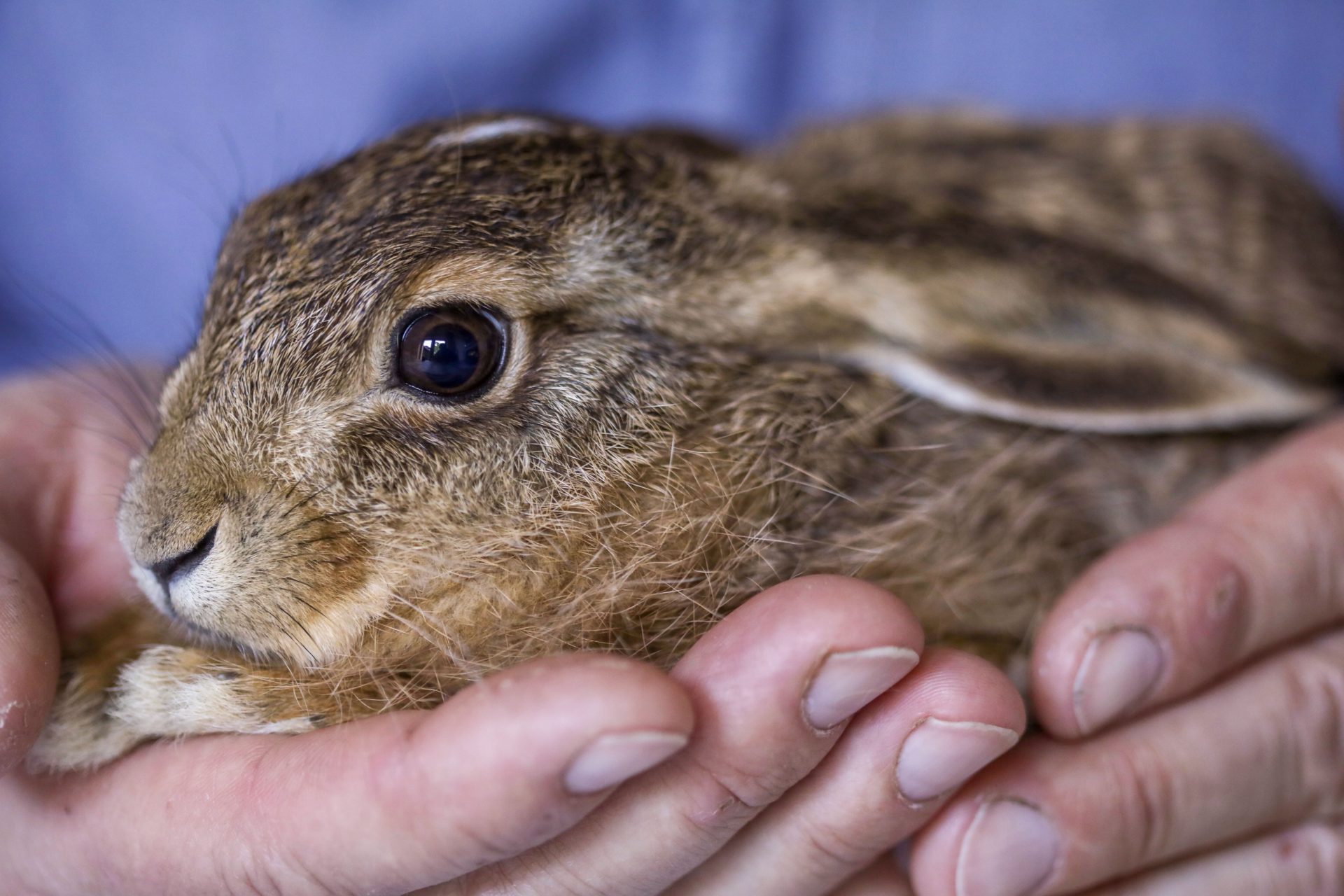 Keine Tiere berühren