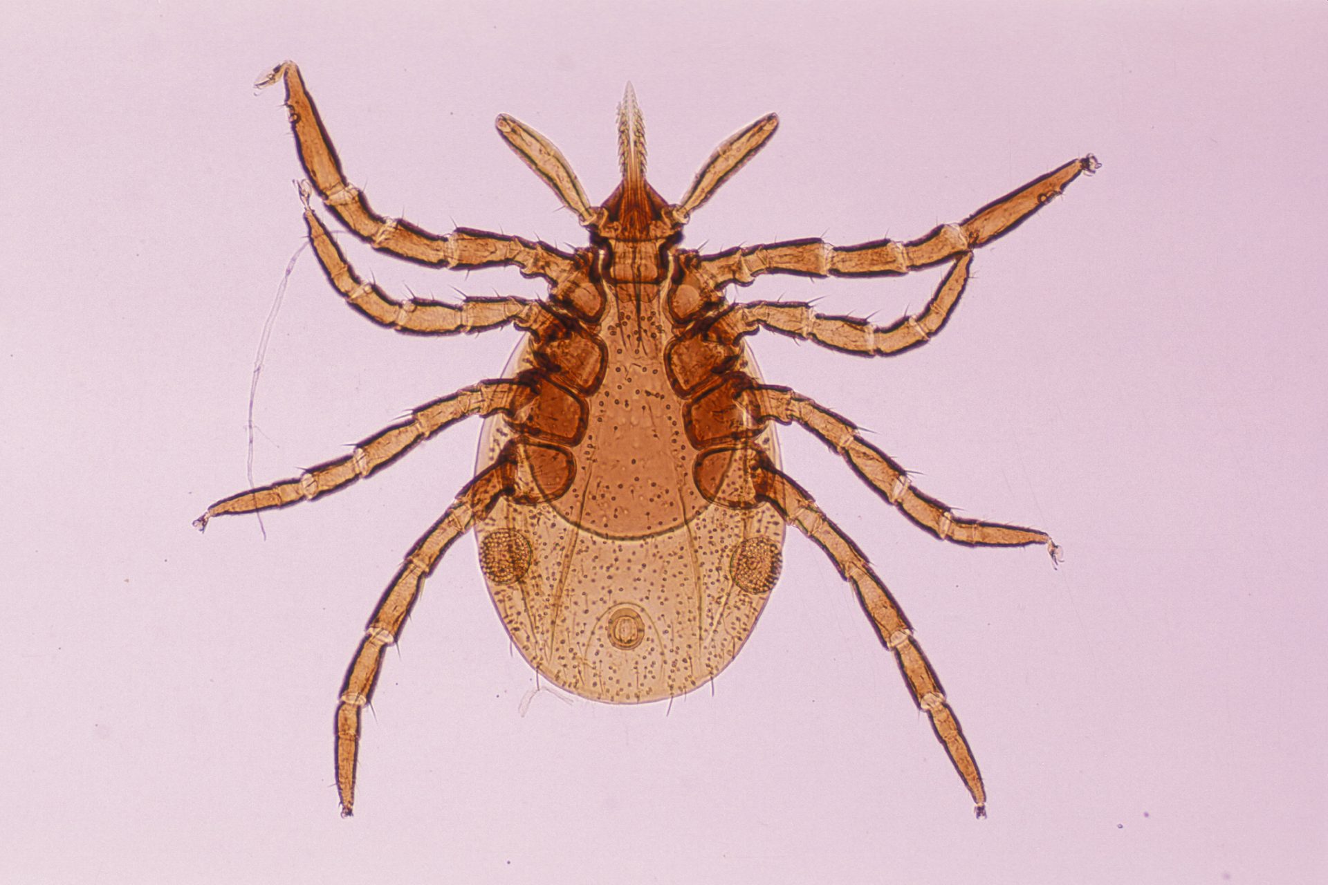 Ein radikaler neuer Borreliose-Impfstoff könnte der Schlüssel zur Bekämpfung der Krankheit sein