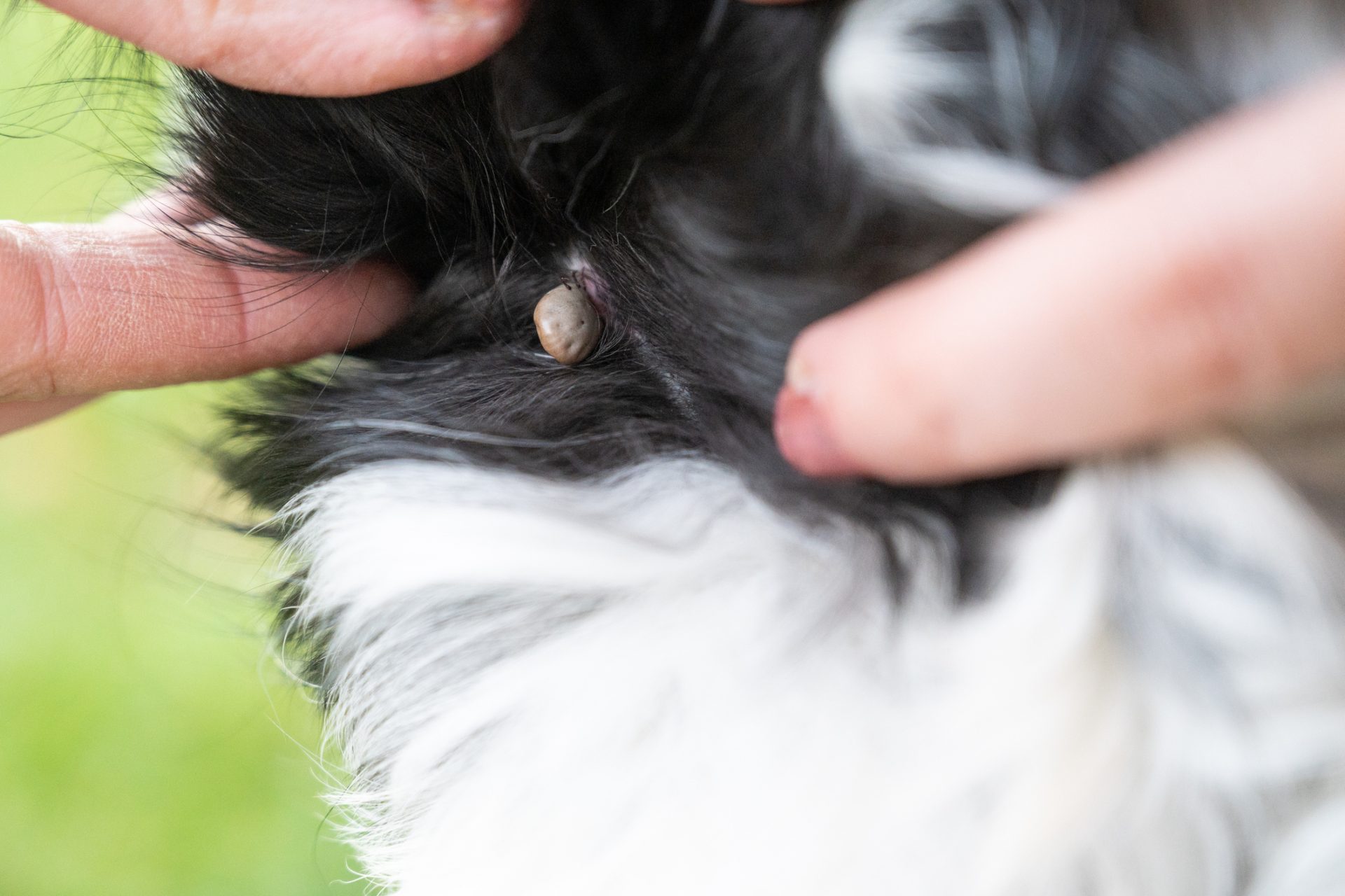 Tiere könnten bald geimpft werden