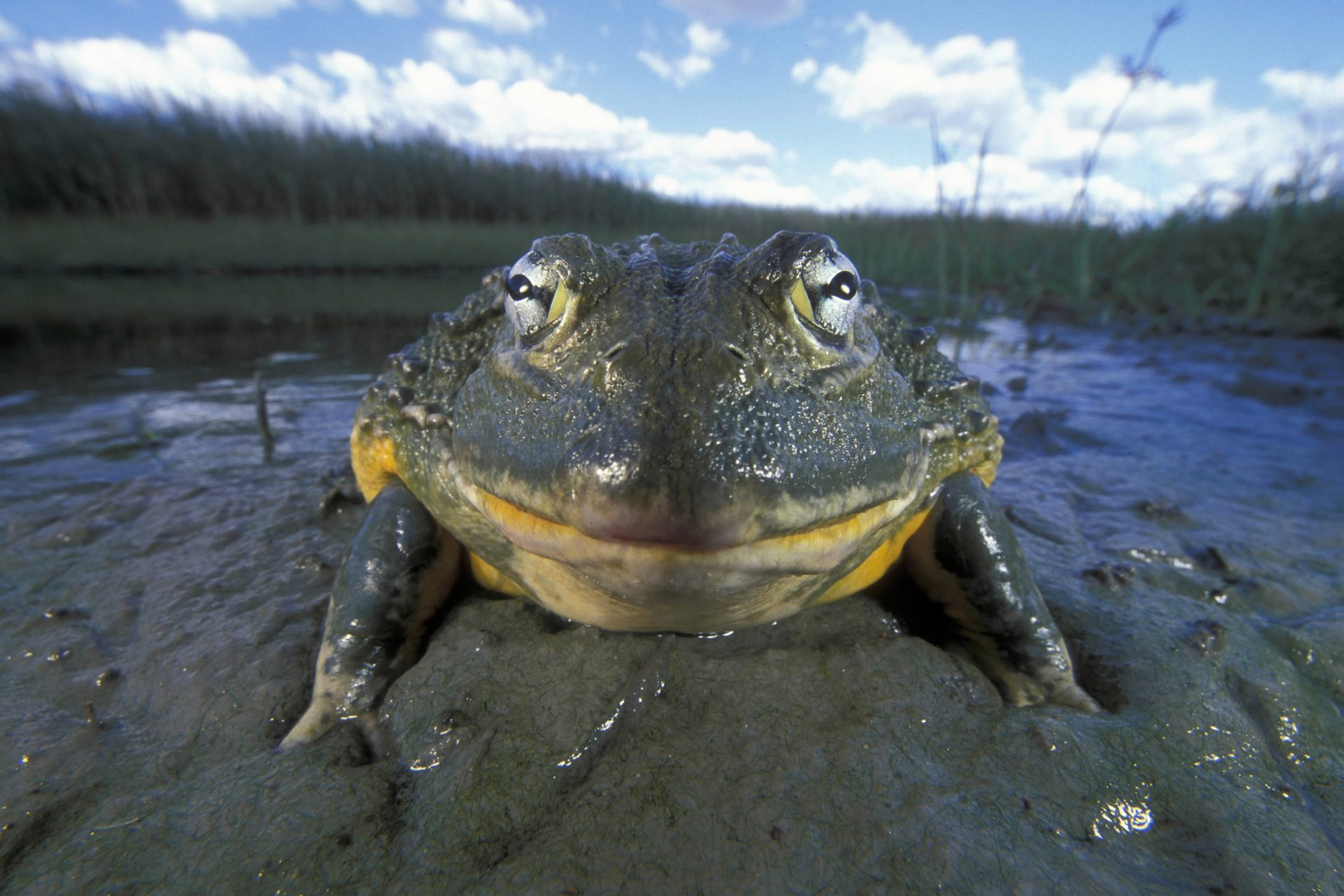 but some are trying to save the giant amphibian  
