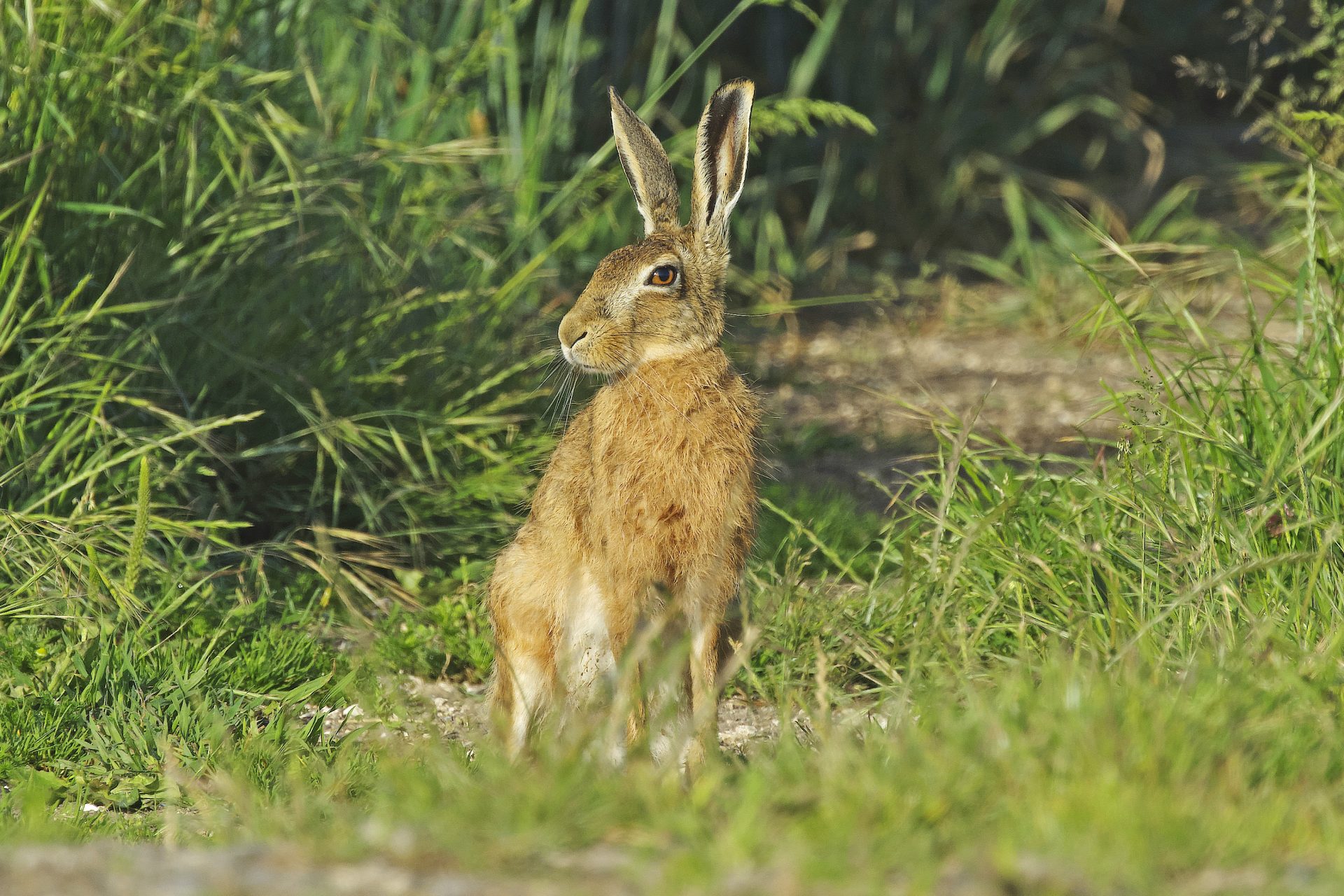 Hasen, Kaninchen und Insekten