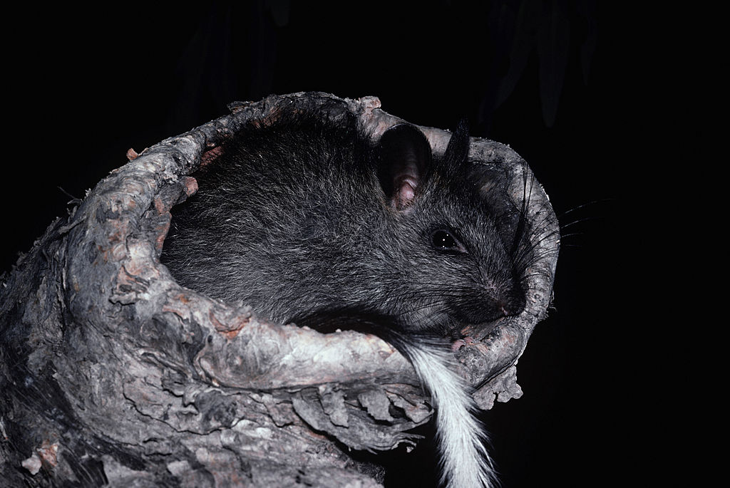 Black-footed tree rat