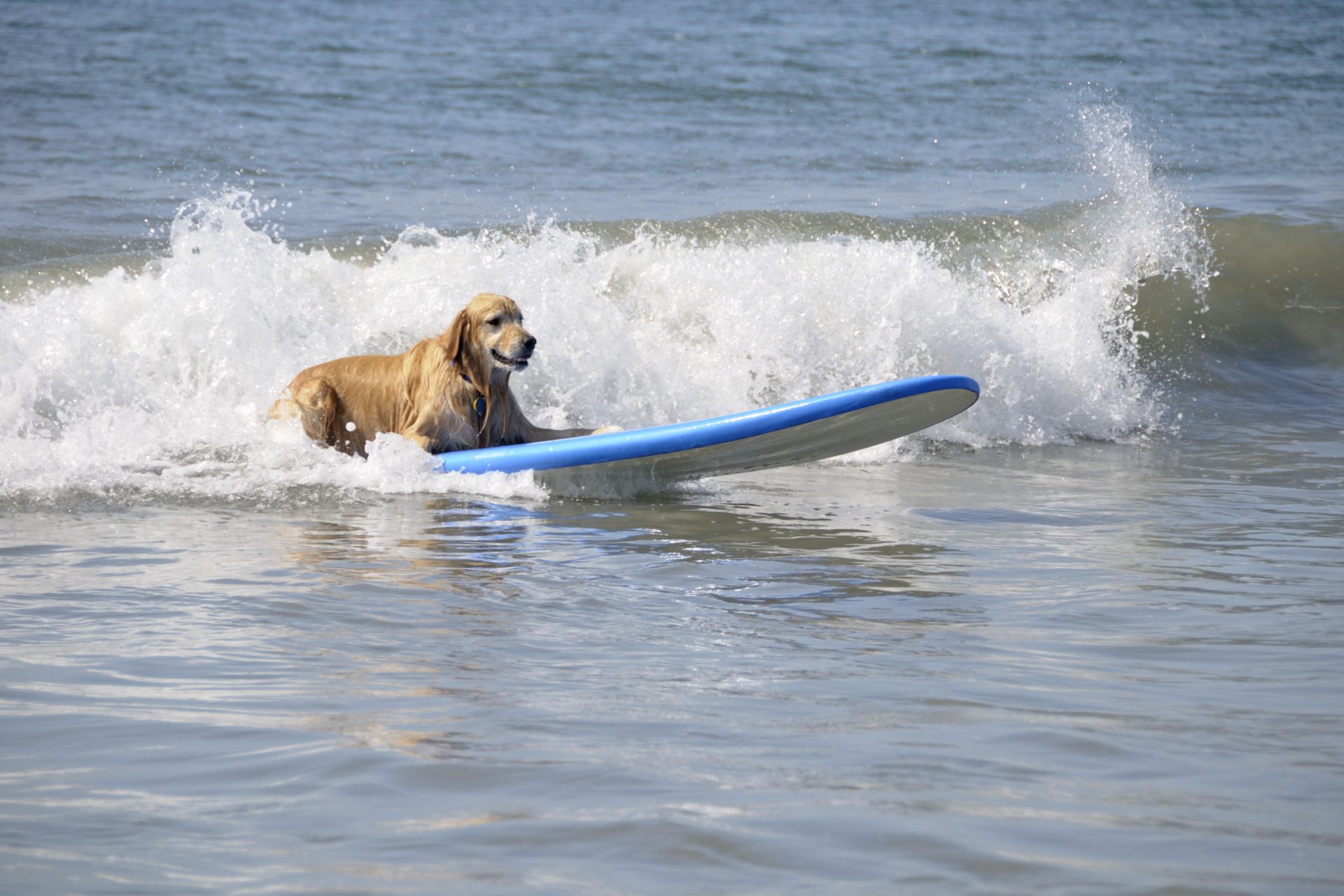 Golden retriever 