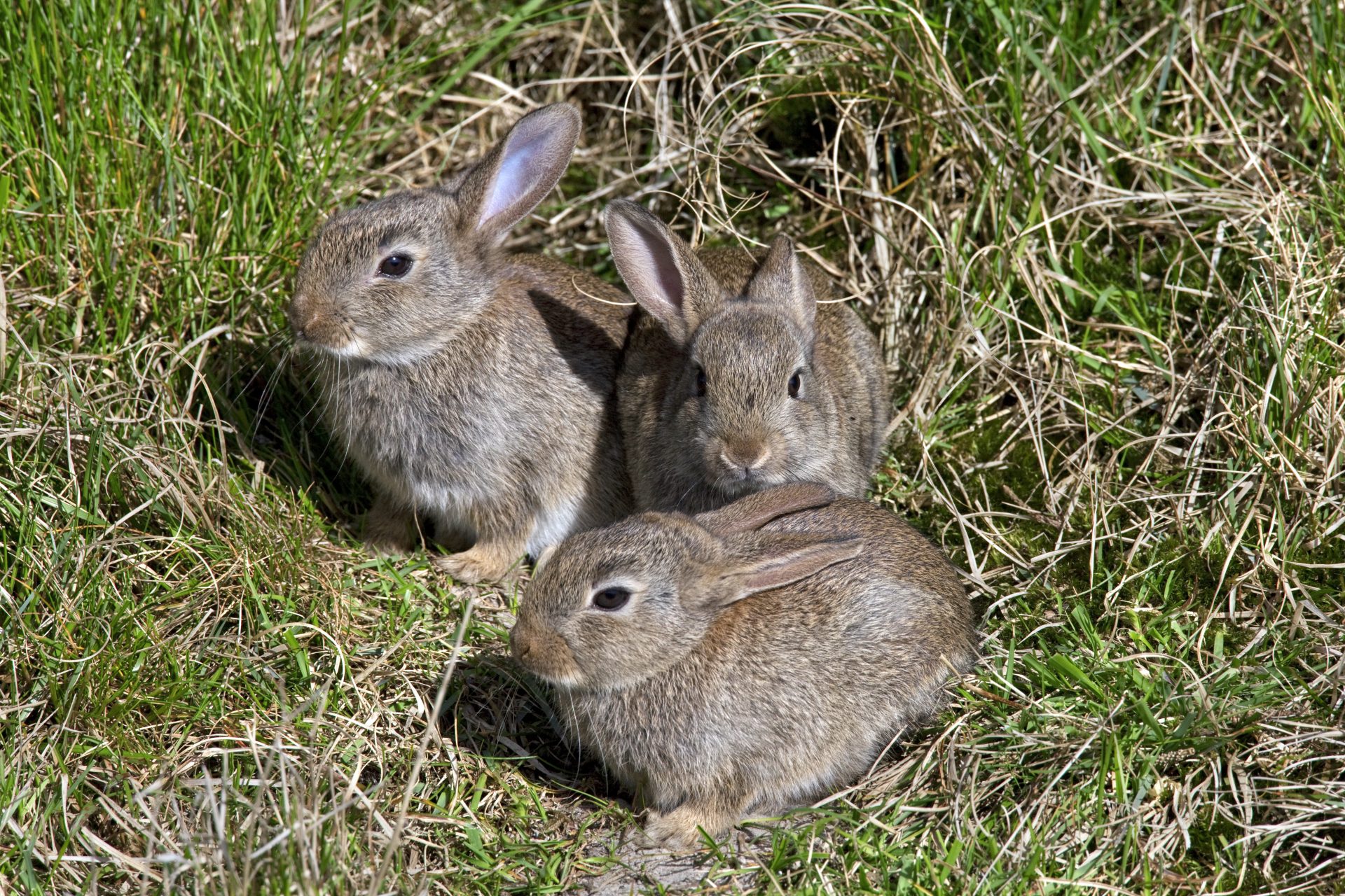 Für Hasen immer tödlich