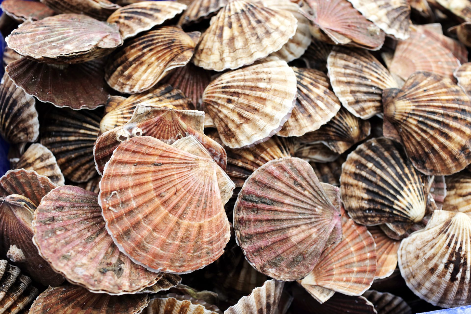 Long-distance trade of shellfish