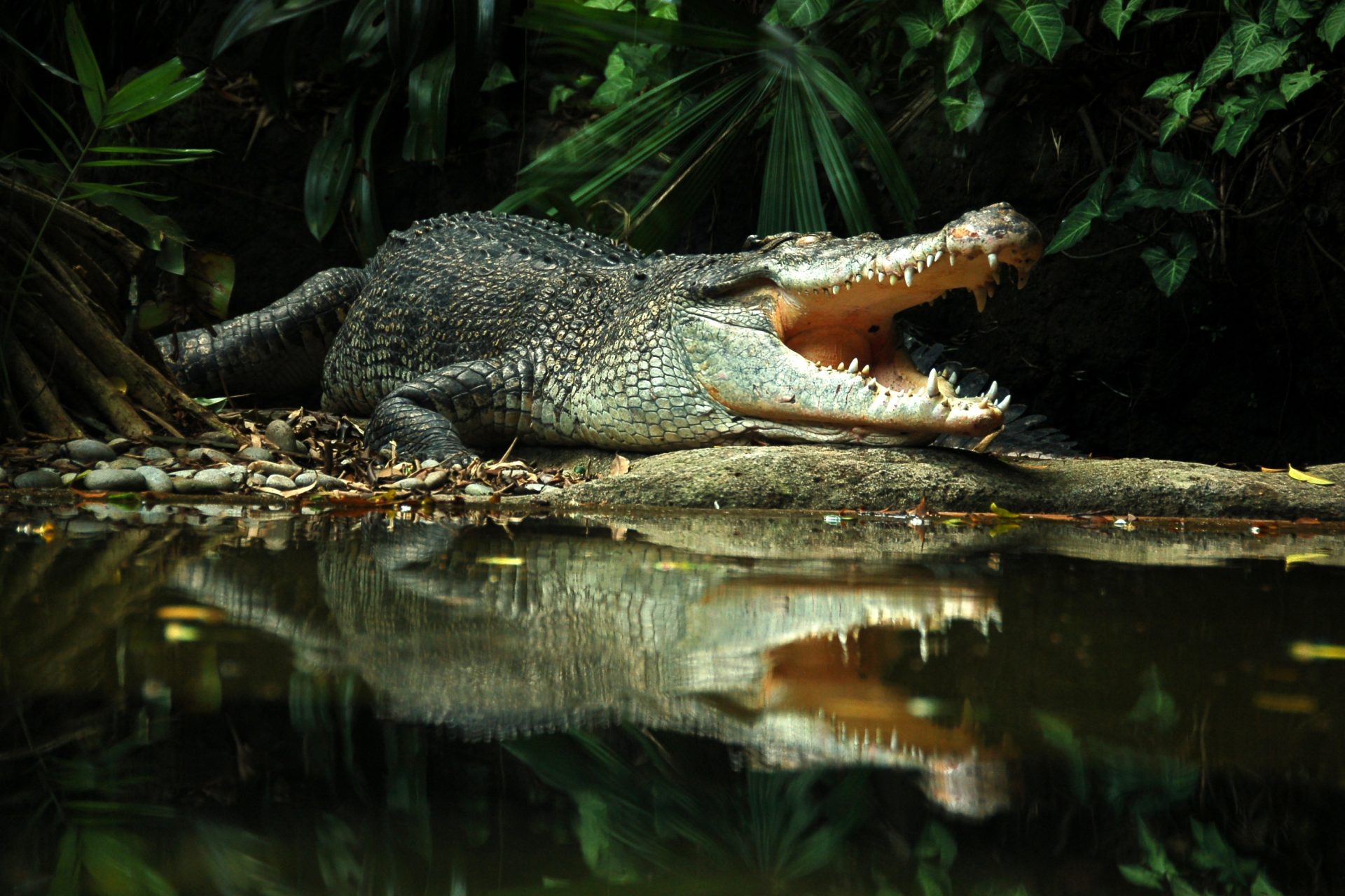 This is why crocodiles react to children crying