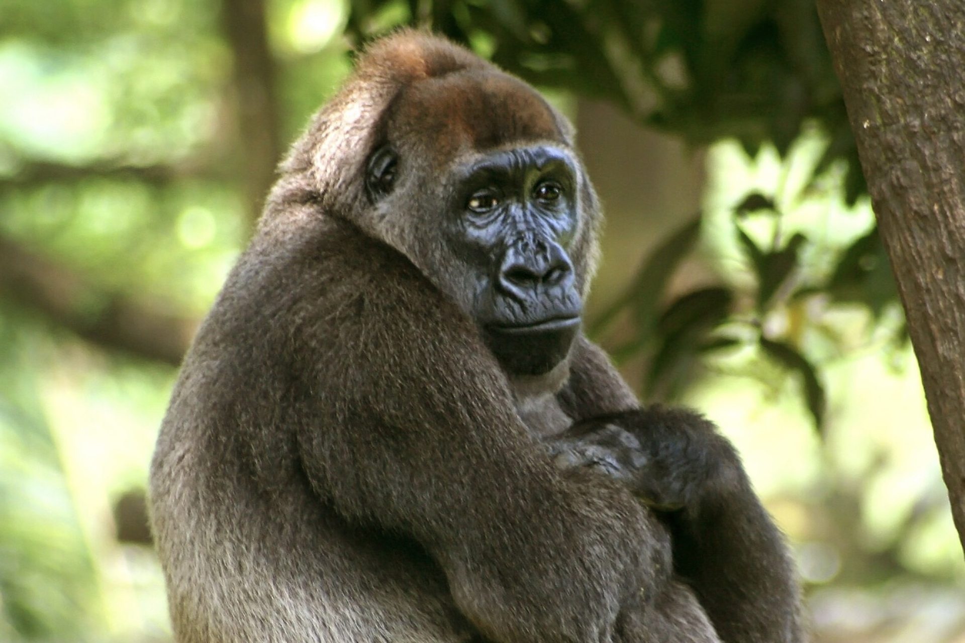 Cross river gorilla