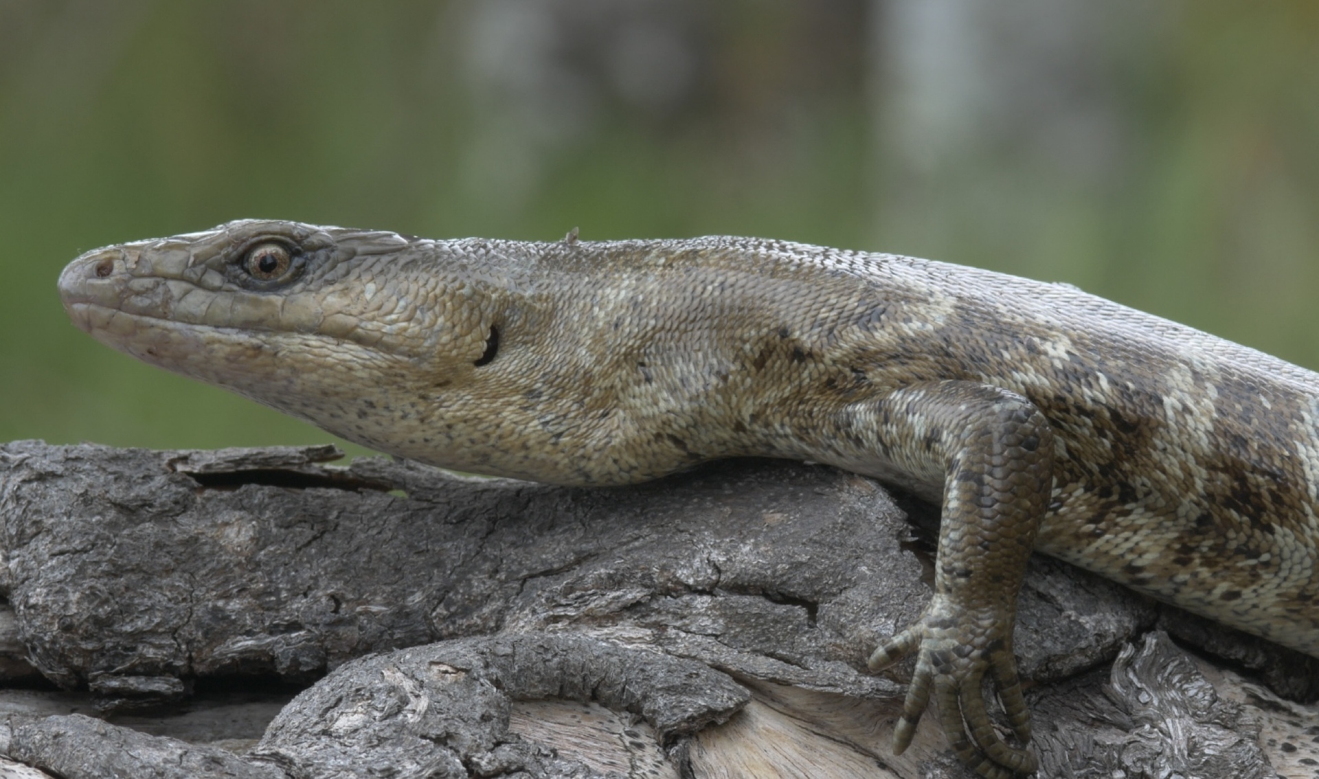 テラートカゲ（Phoboscincus bocourti）