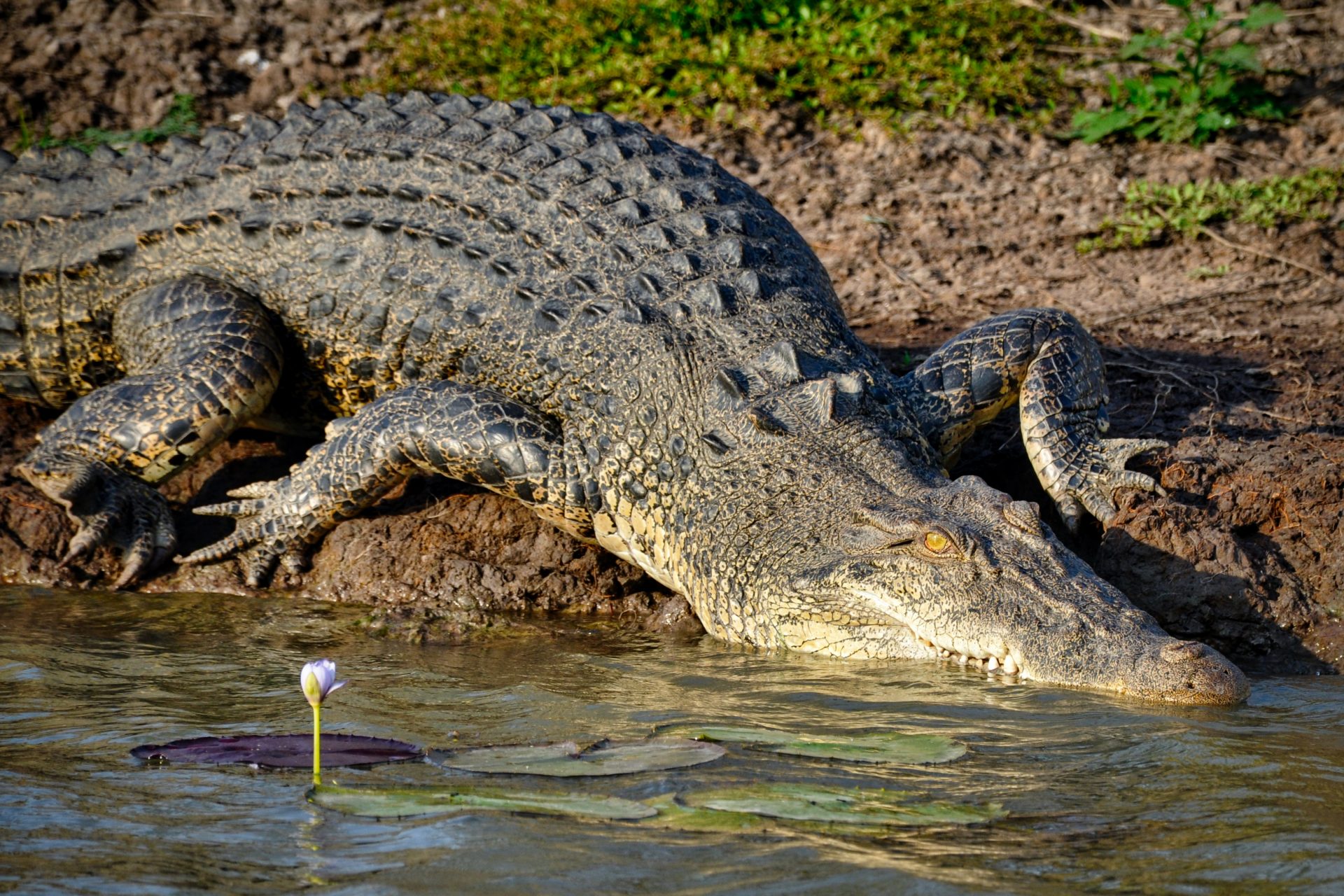 Some crocodiles may have acted out of parental concern