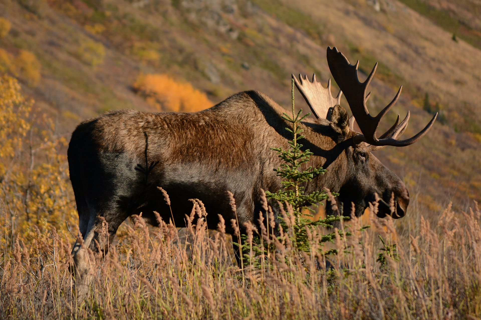 Other states with similar hunts