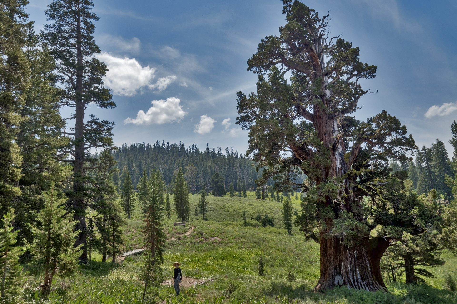 Genévrier de Bennett, Californie - Environ 3 000 ans 