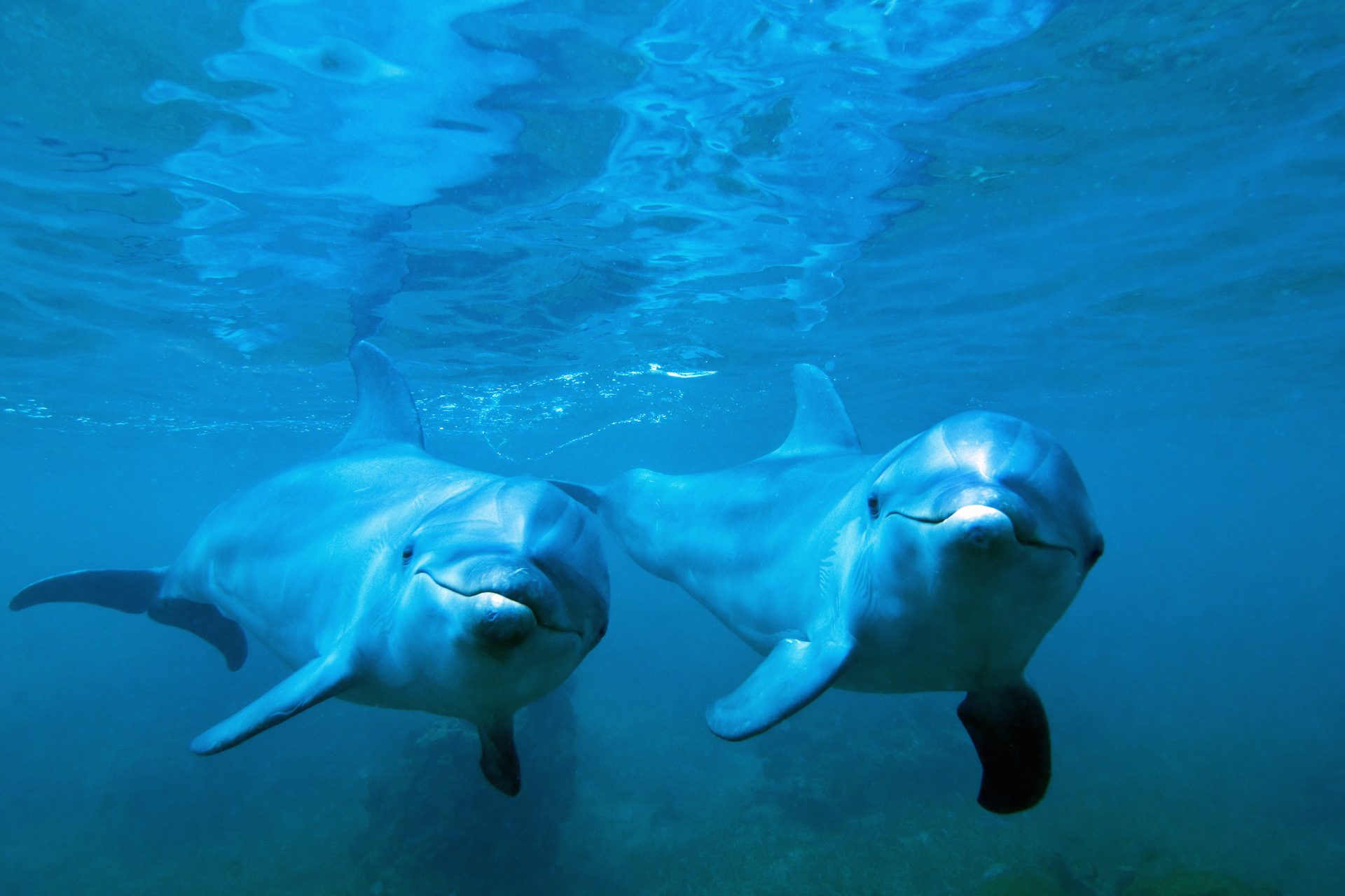 Utiliser l'intelligence des dauphins