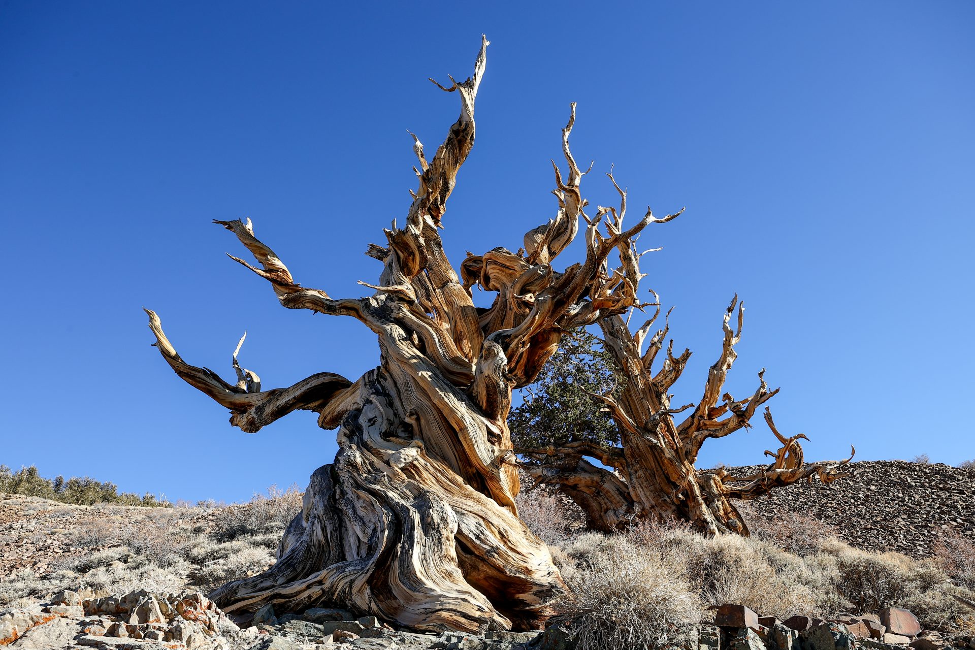 Methuselah, Californie - 4 855 ans