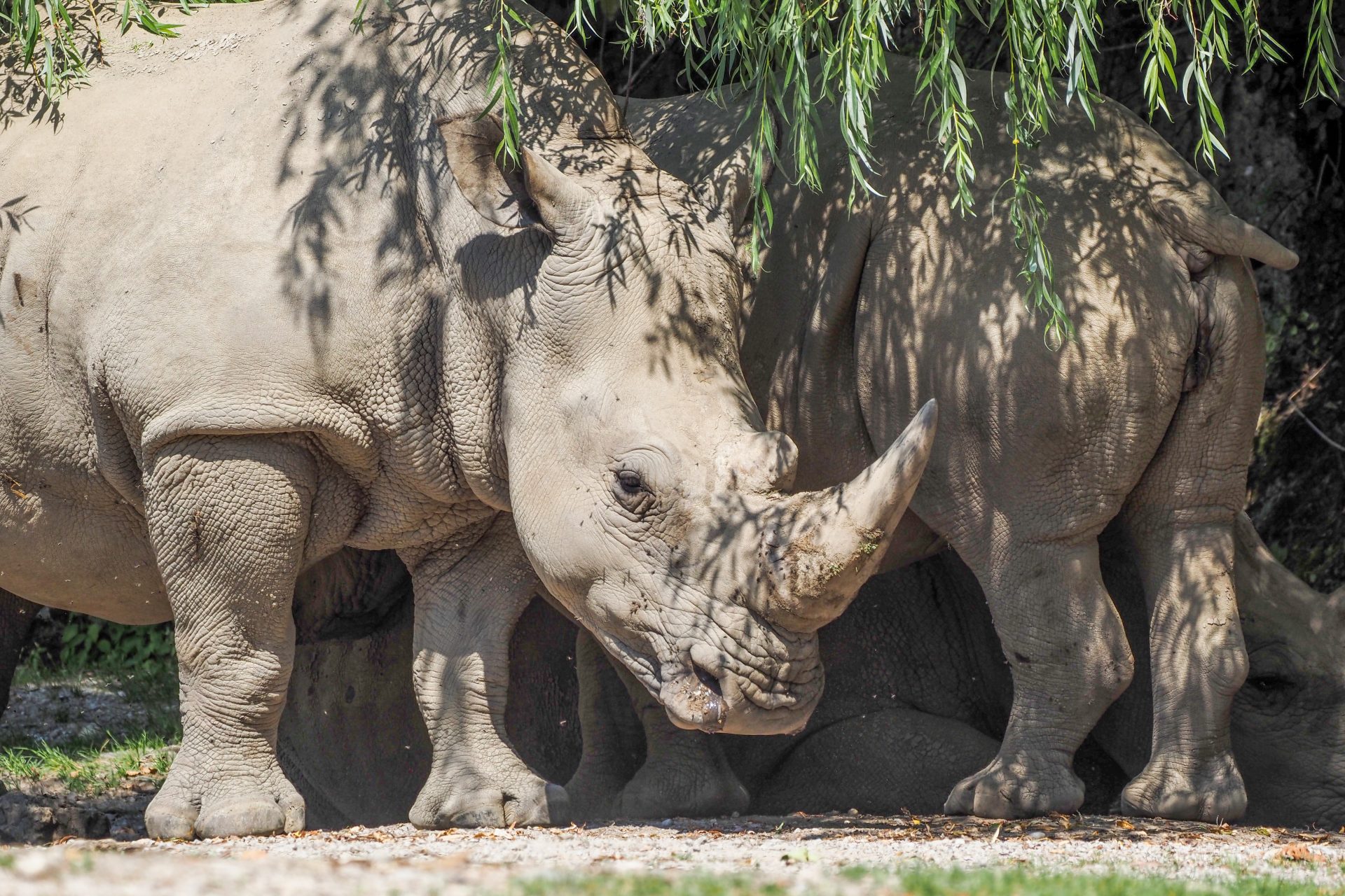 Das Nashorn