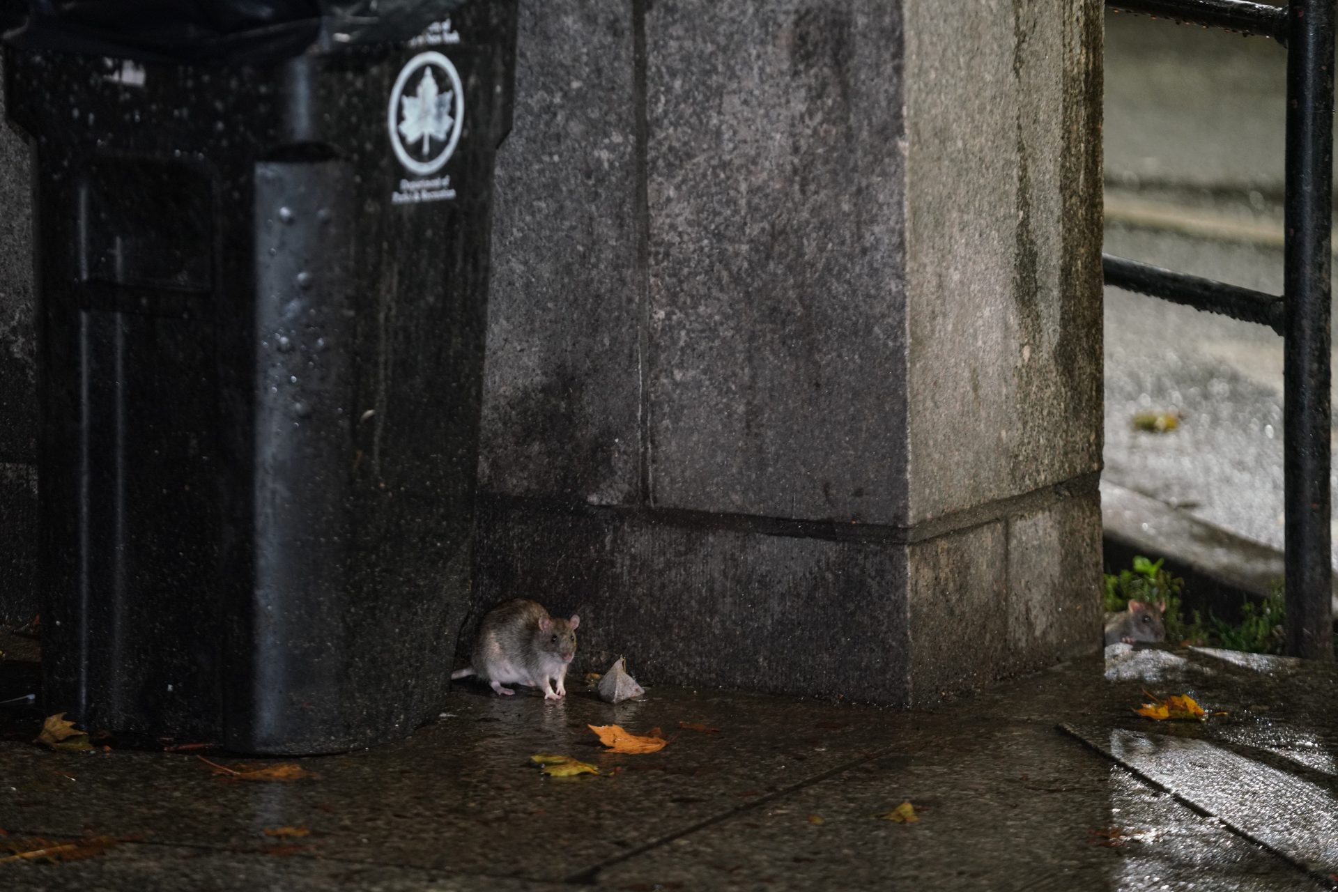 Waarom zijn er zoveel ratten in New York?