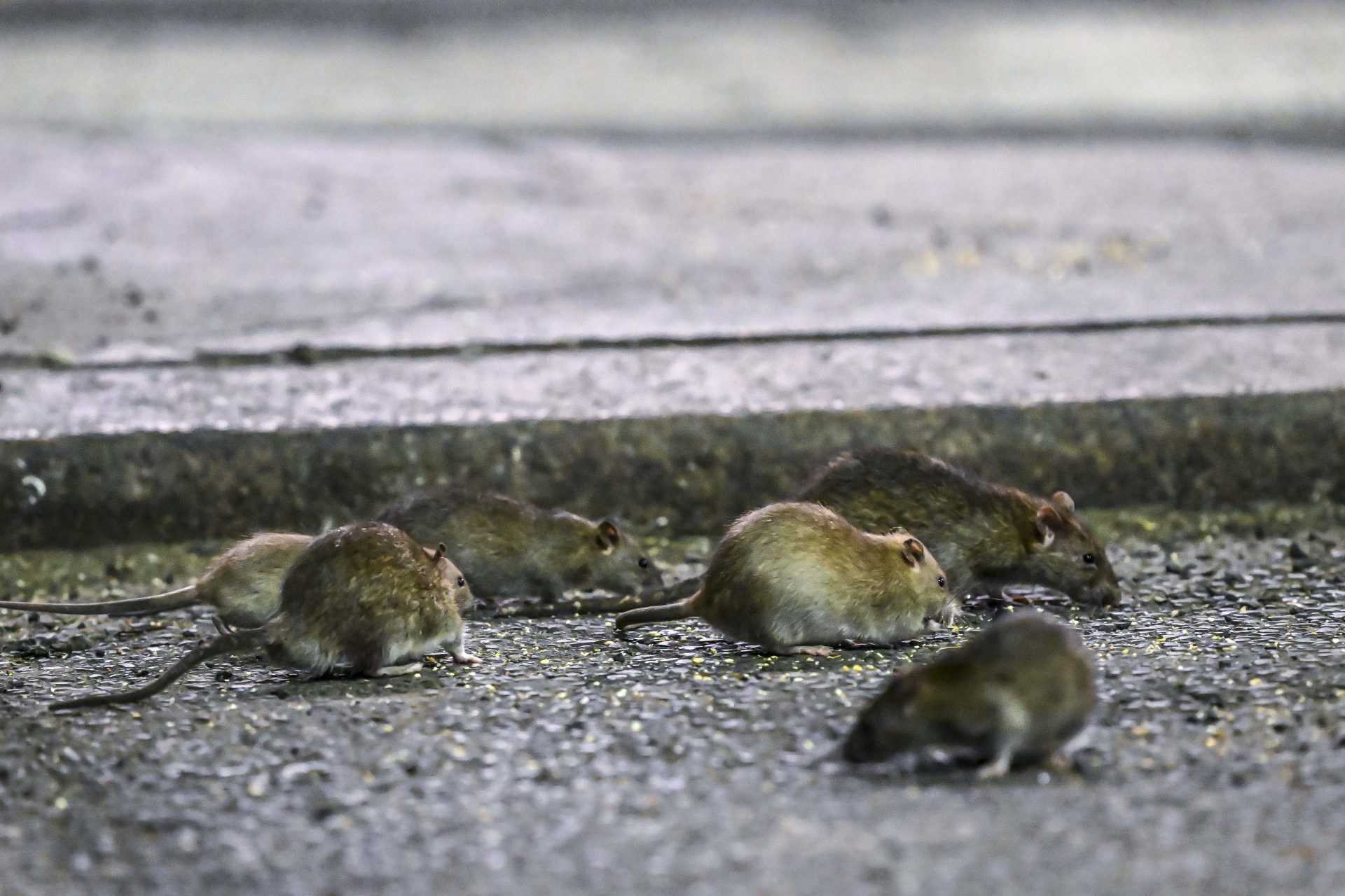 Historias de terror con ratas en Nueva York