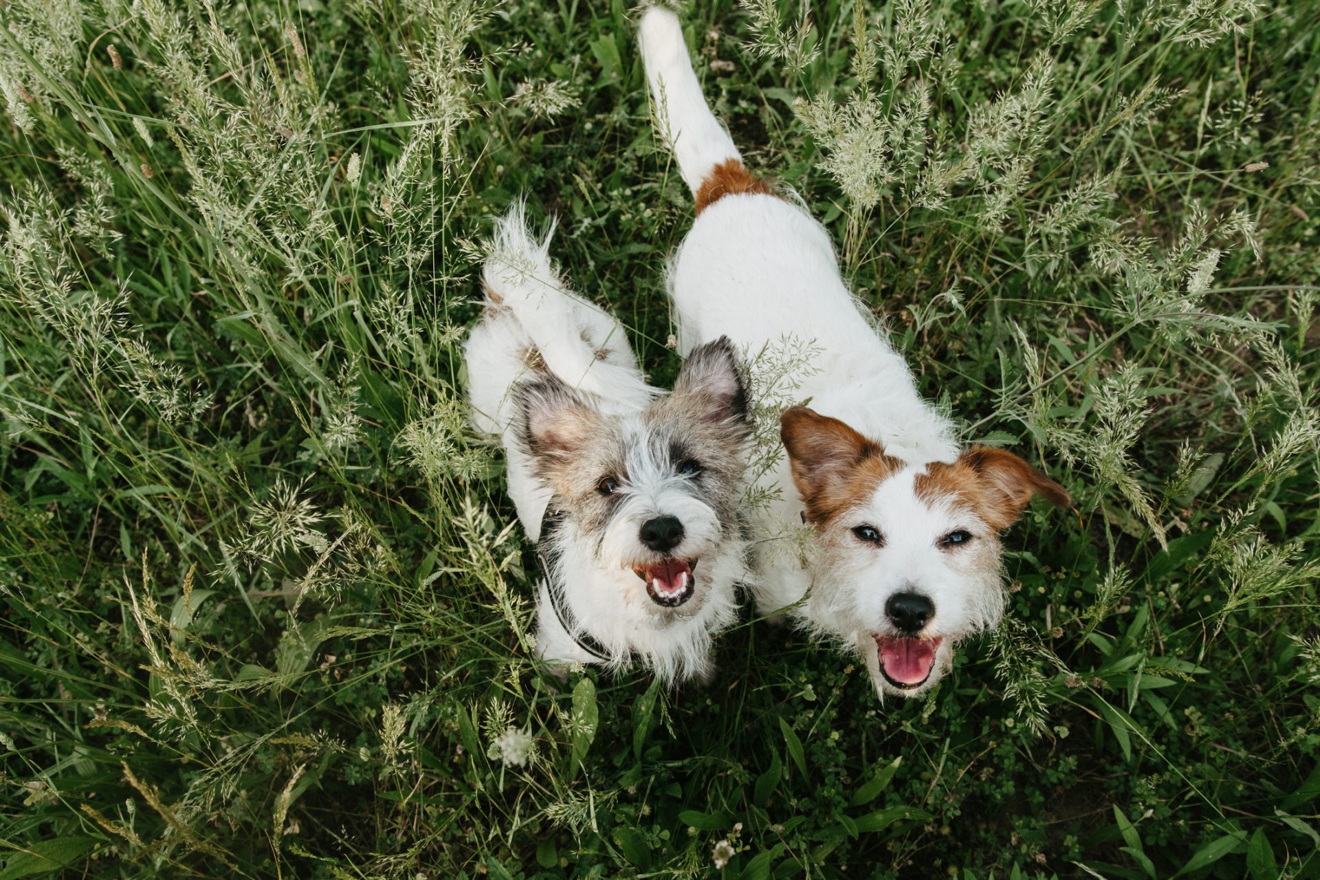 New research shows social interactions help dogs live longer 