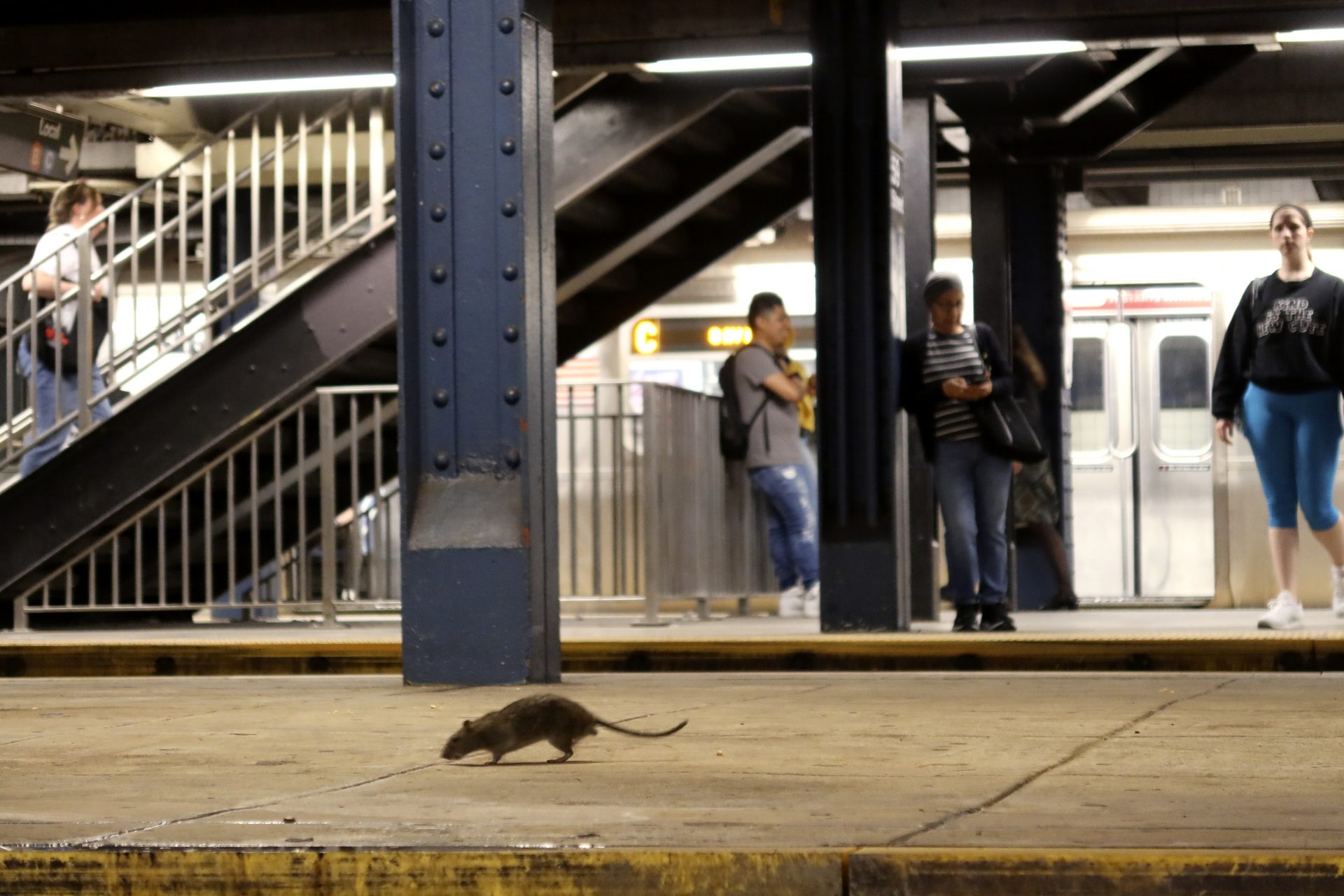 How many rats are there in New York?