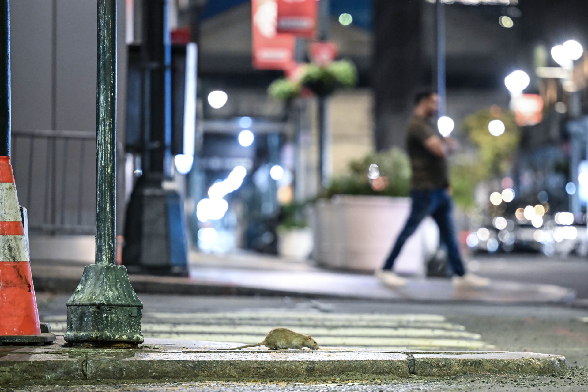 Urban explorers in search of rats